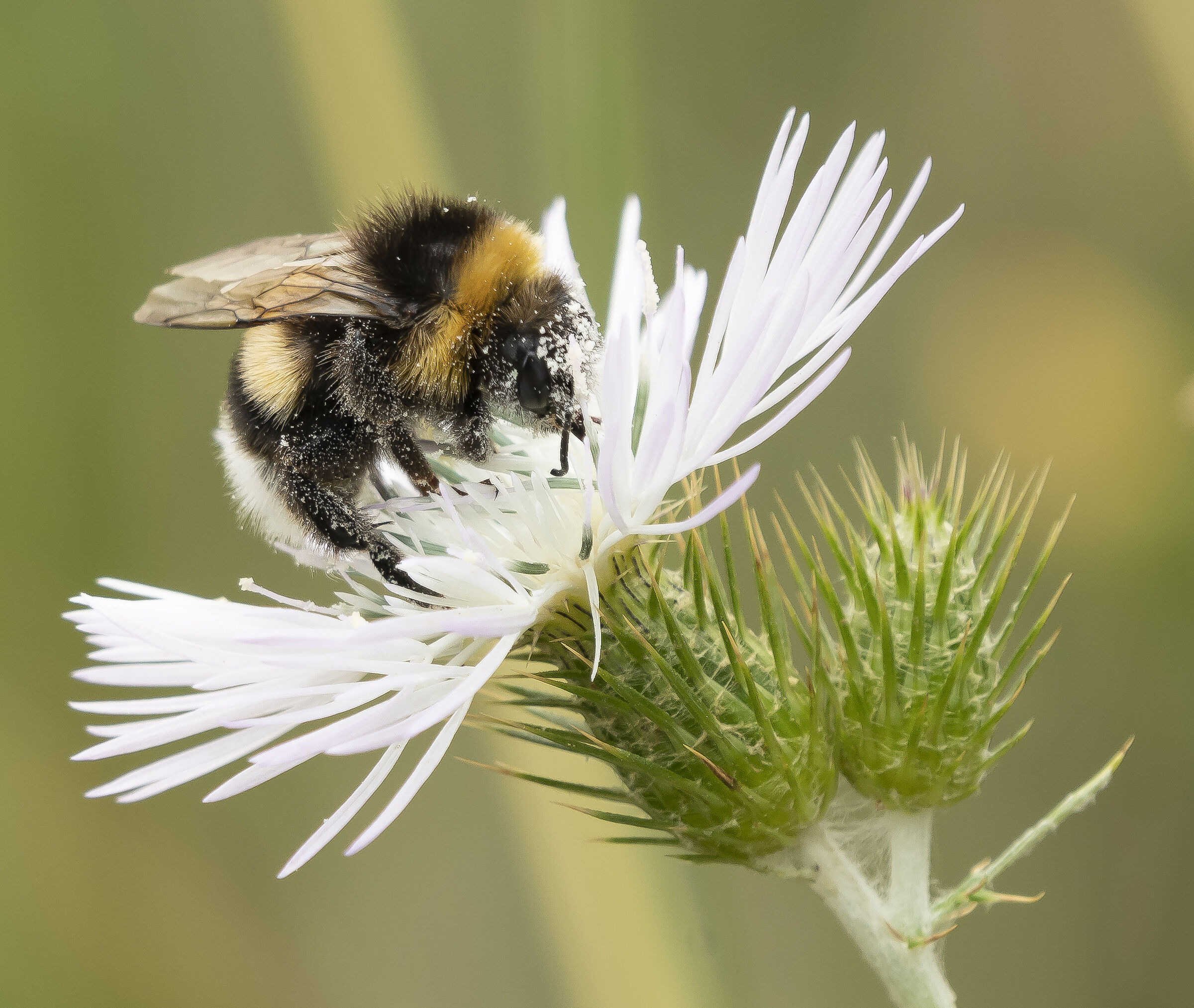 In un bagno di polline