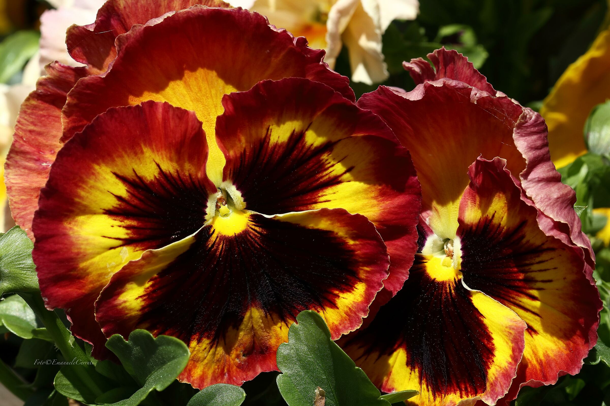 Giocando in Close Up 1