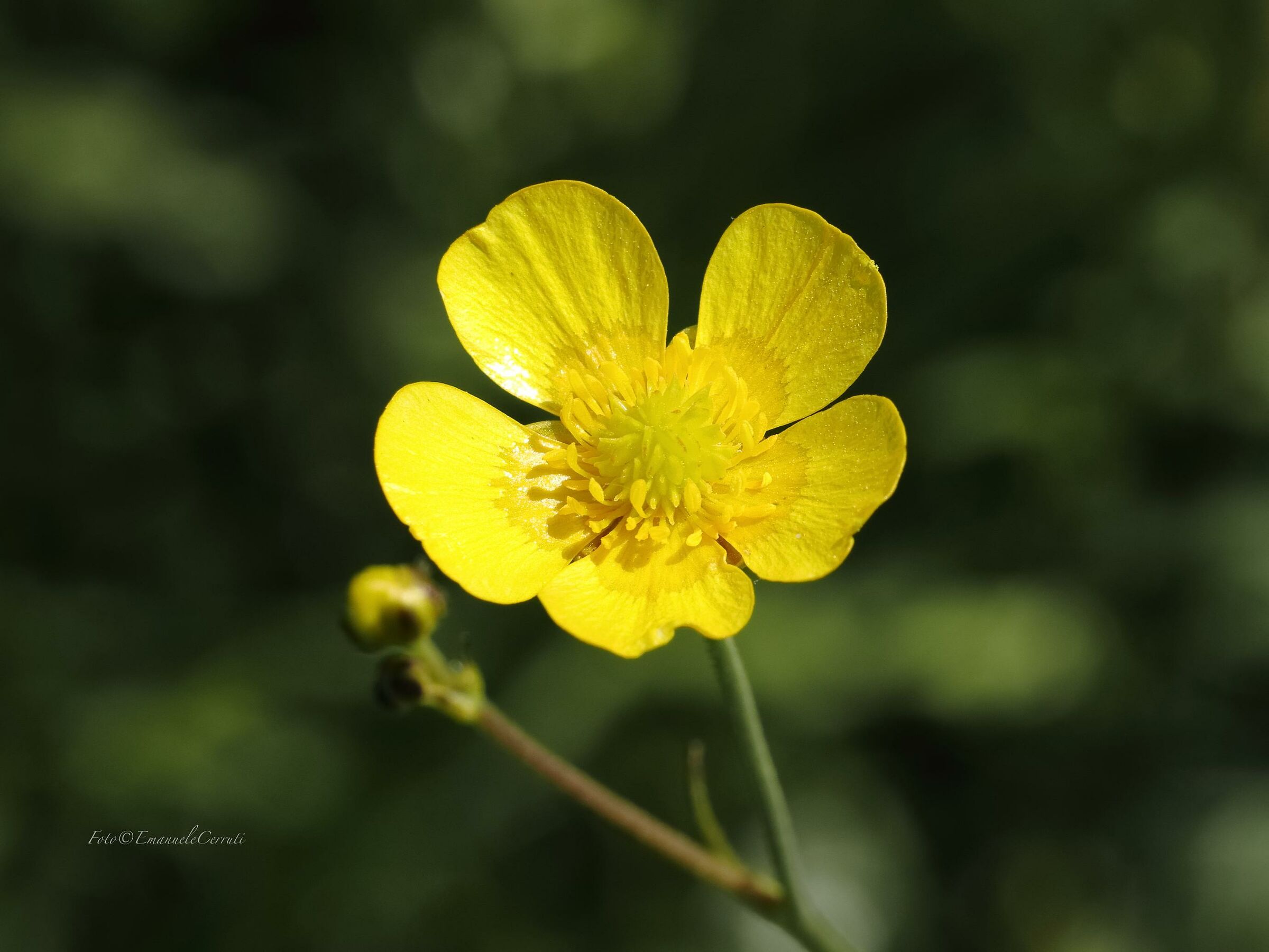 Giocando in Close Up 2