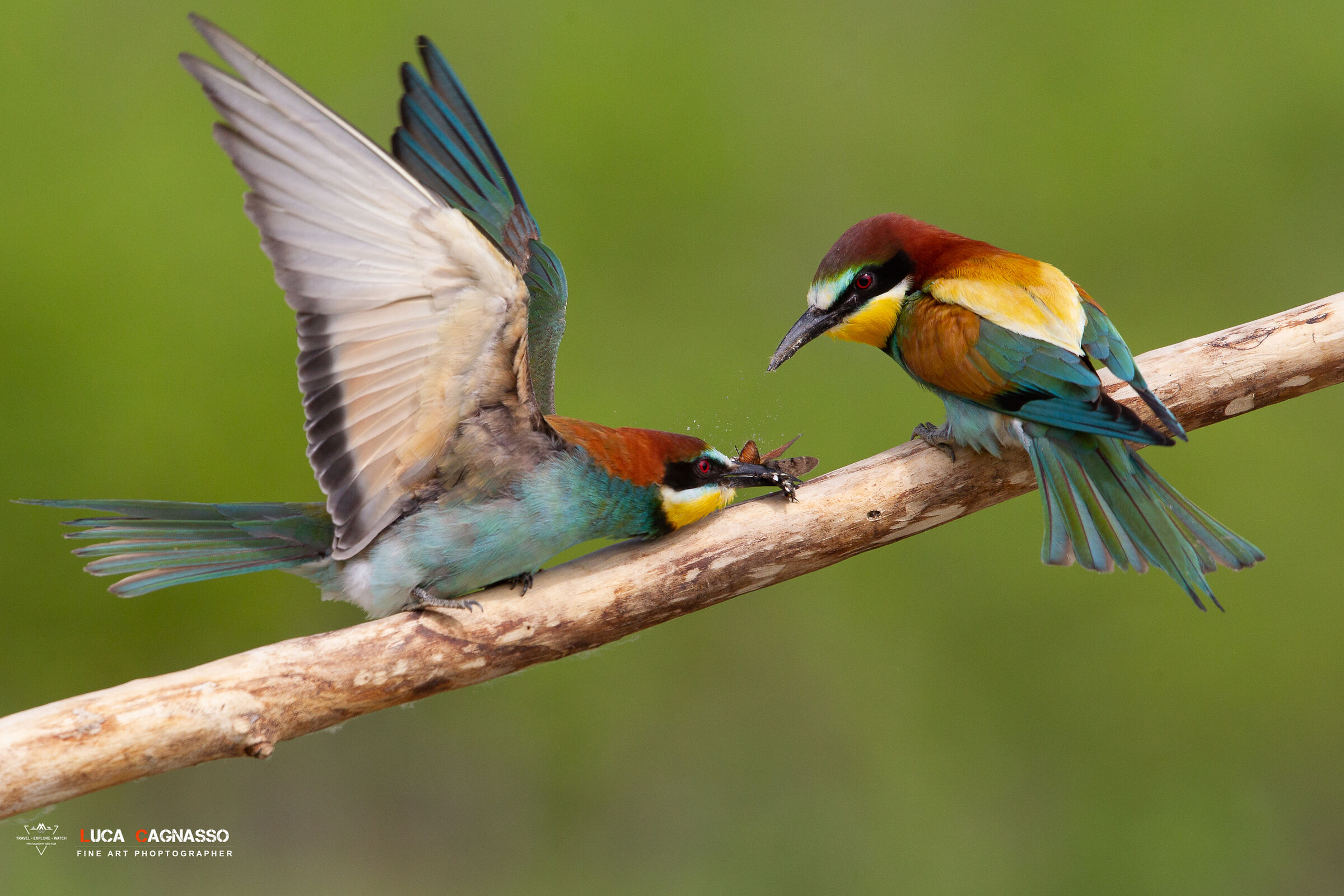 Bee-Eater 2