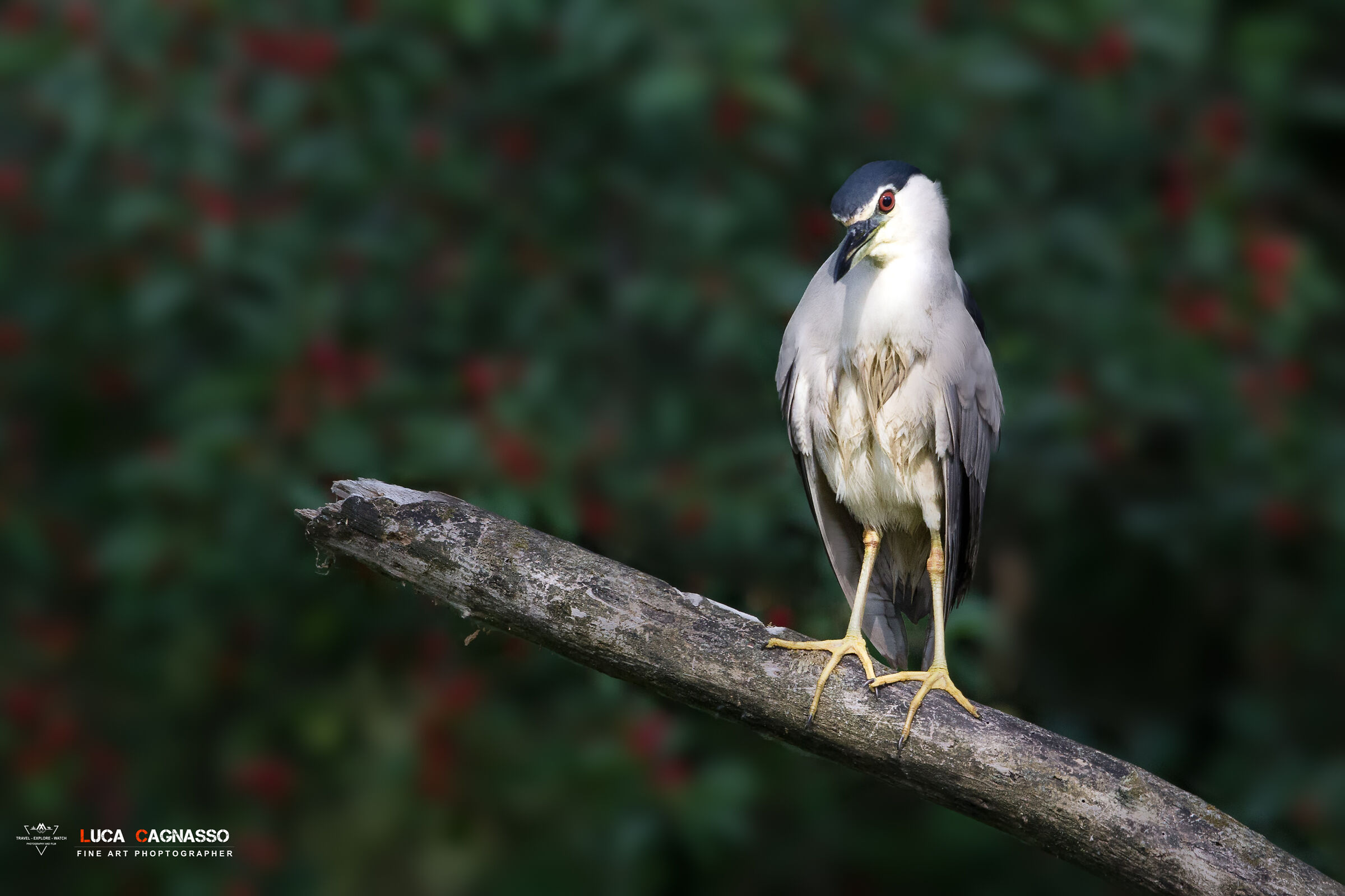 Night Heron