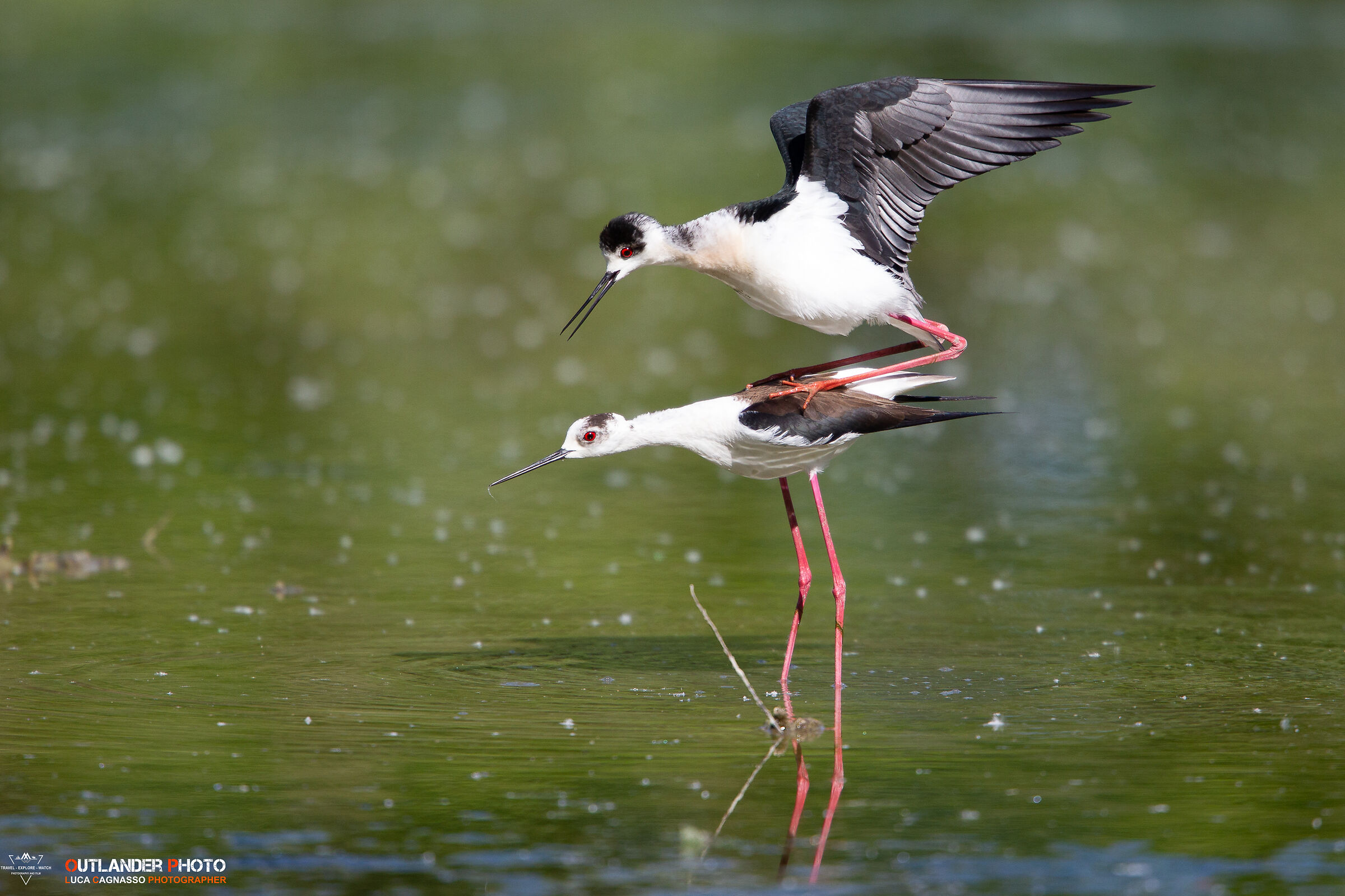 Knights of Italy-mating