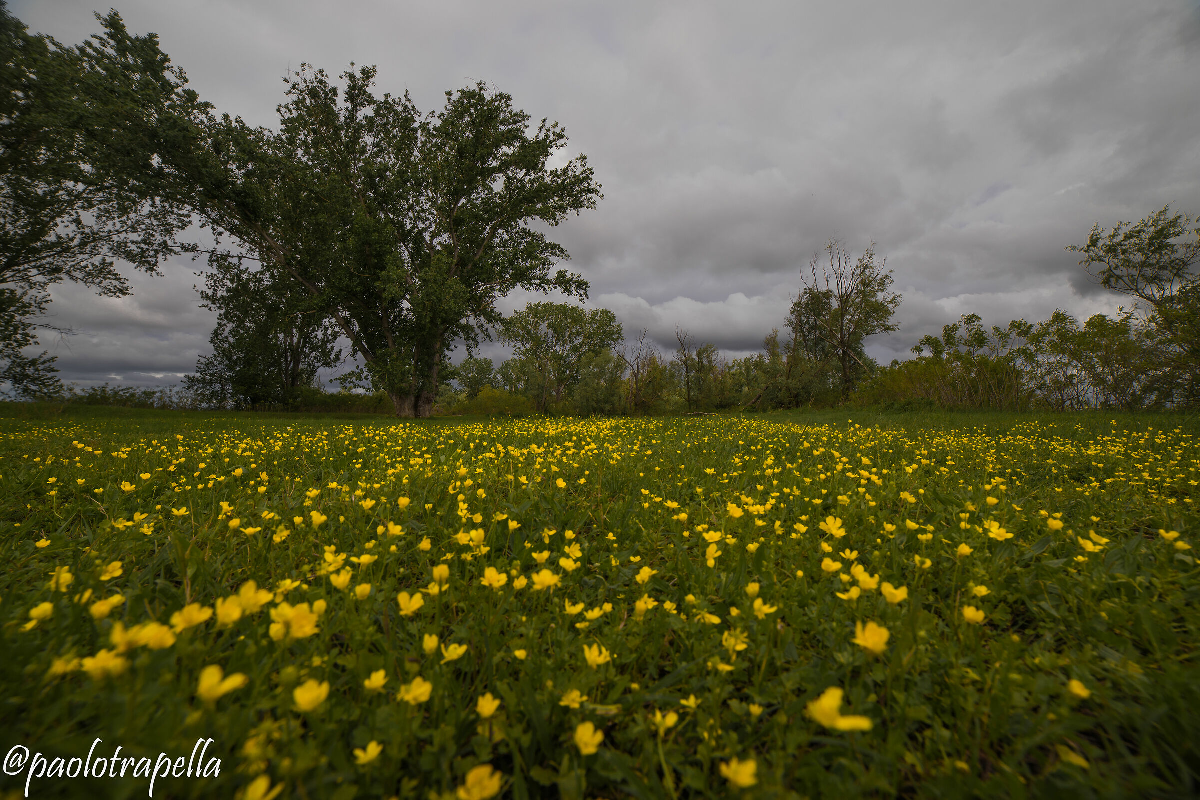In the Golena del Pò