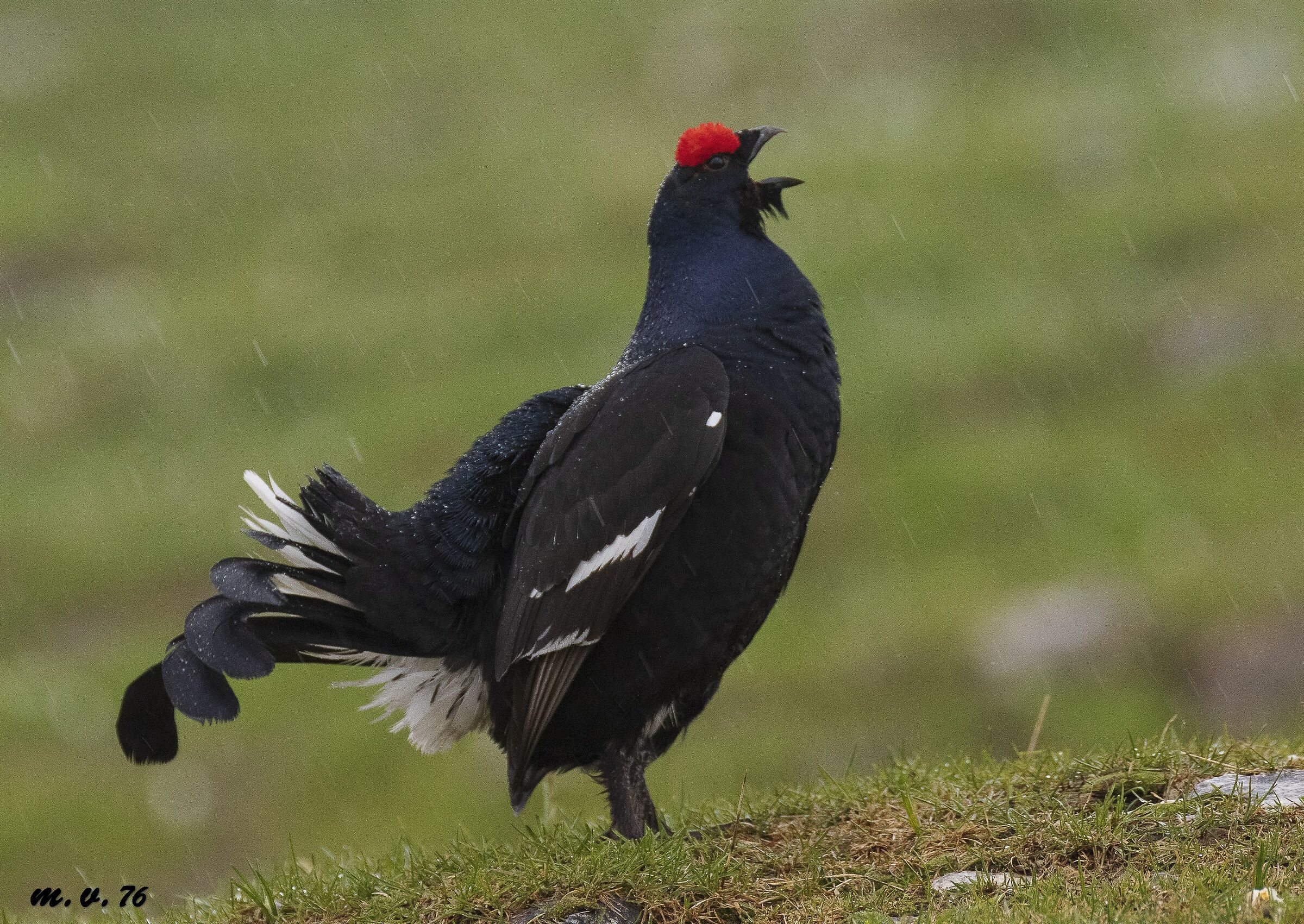 Black groin-gallus-Lyrurus Tetrix