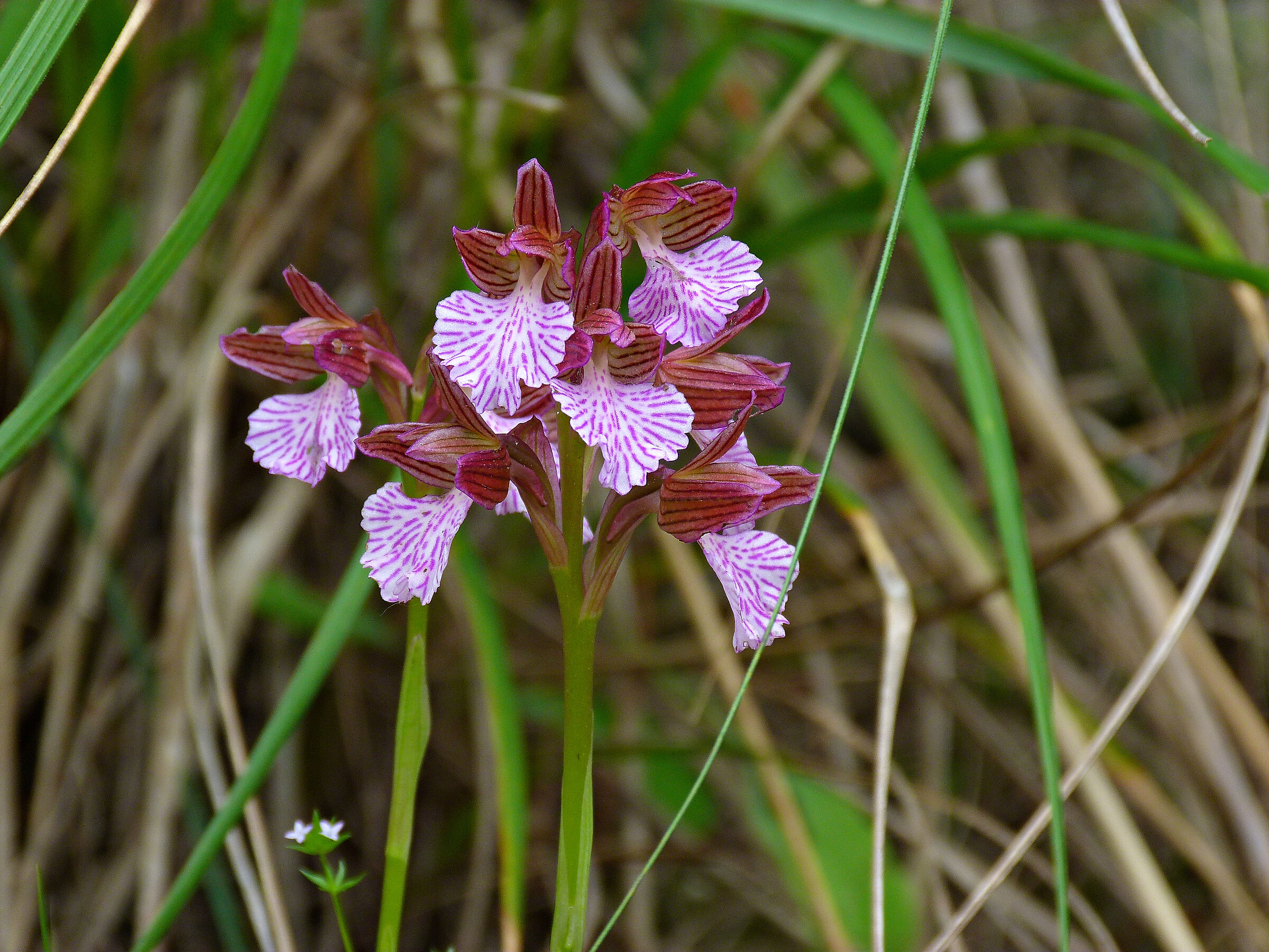 Wild Orchid........