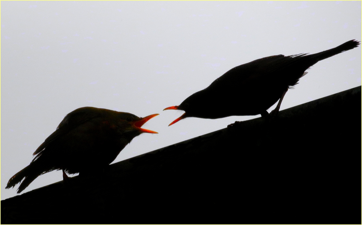 ,, courtment in backlight of two battlements,,