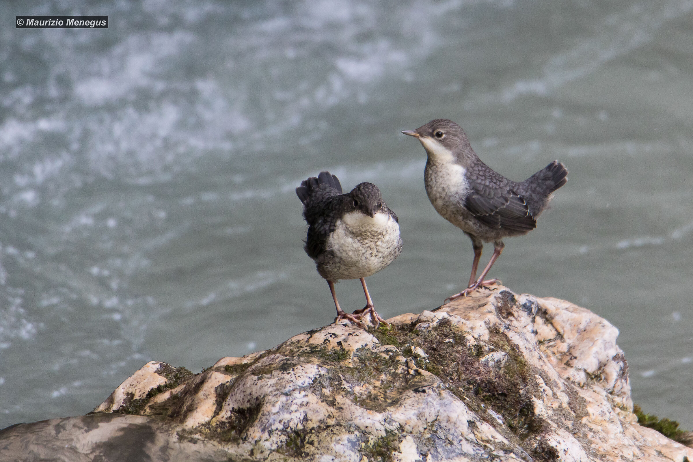 Little Brothers-Small blackbirds