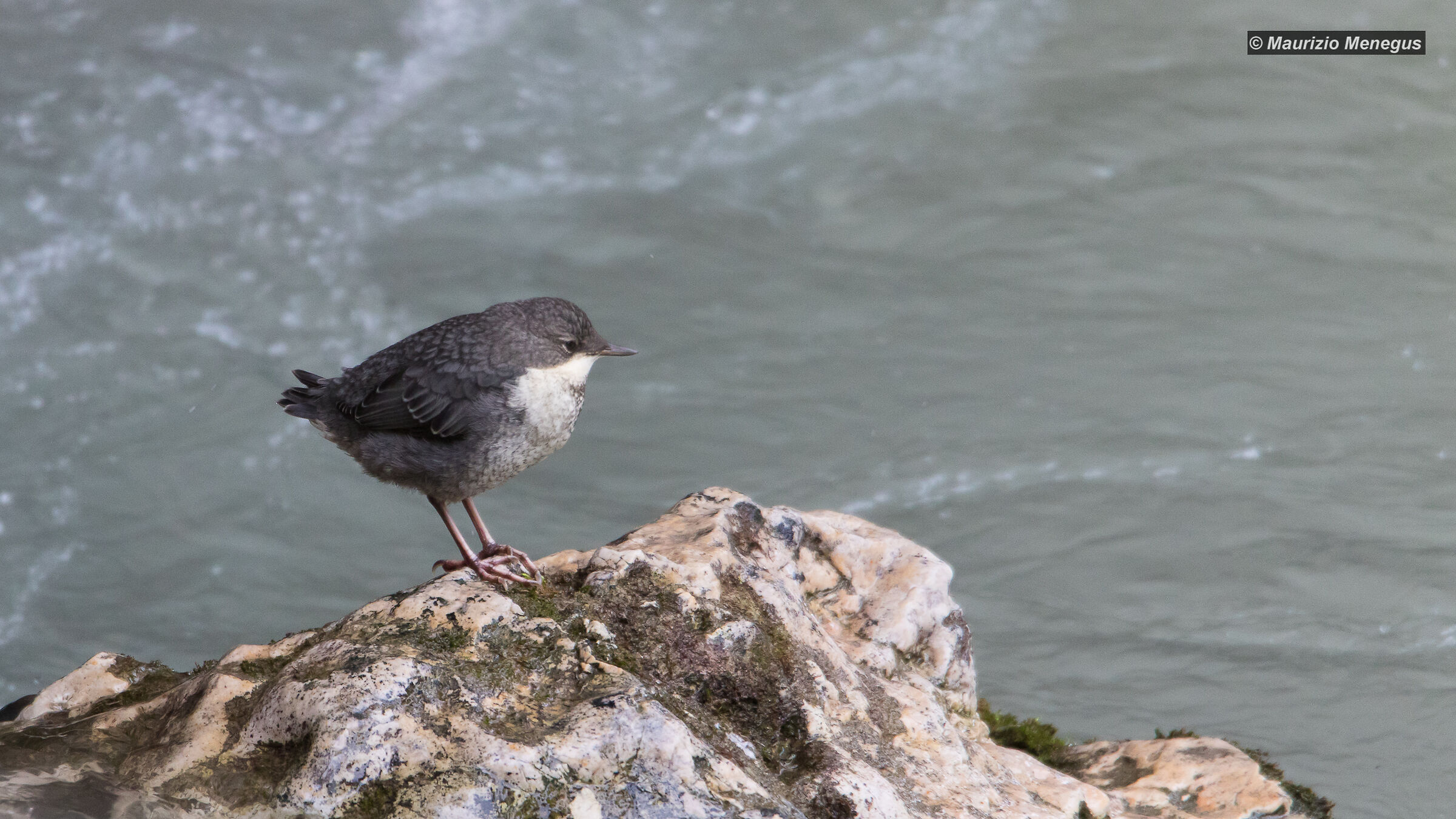 Piccolo di merlo acquaiolo