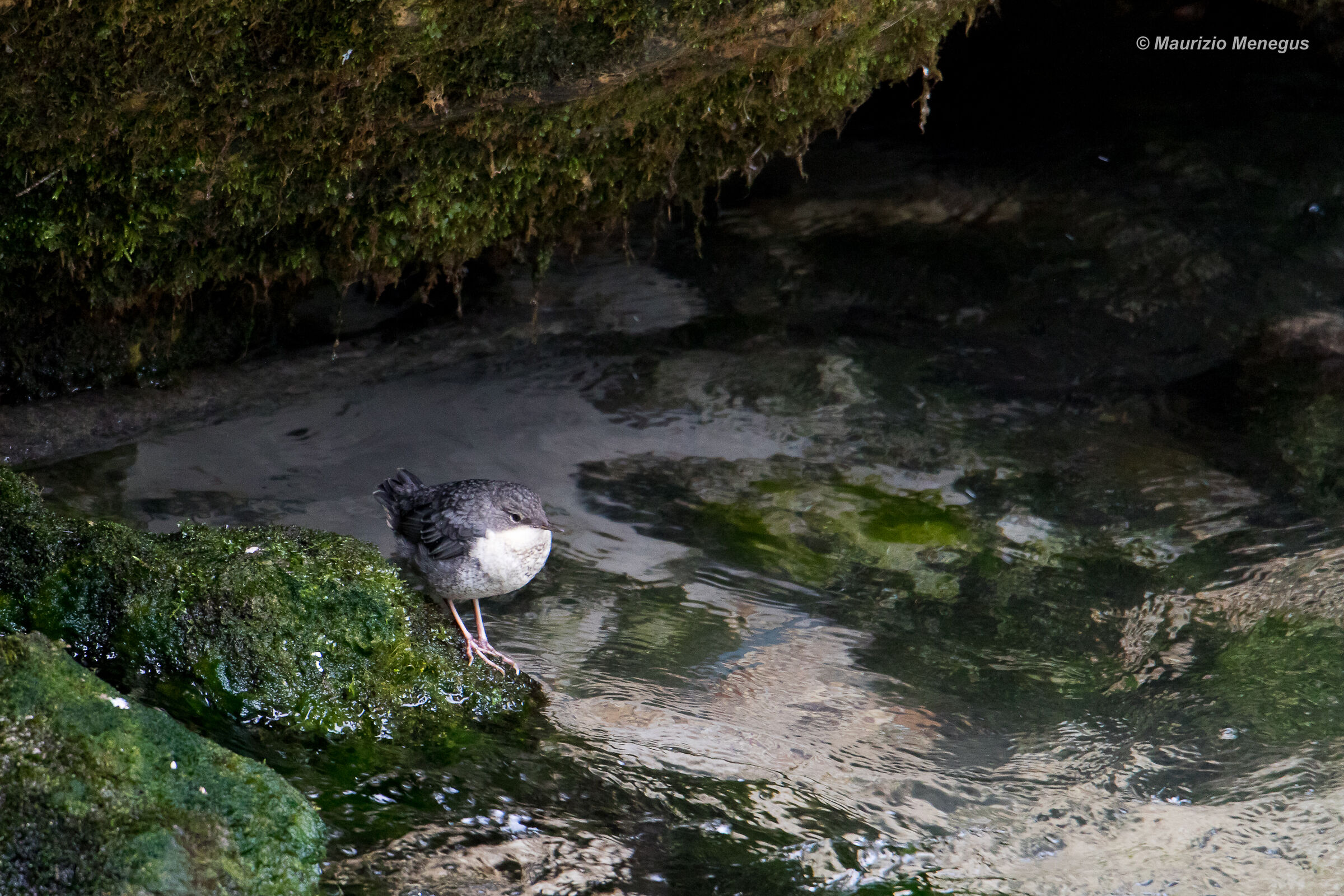 Little Dipper in his habitats