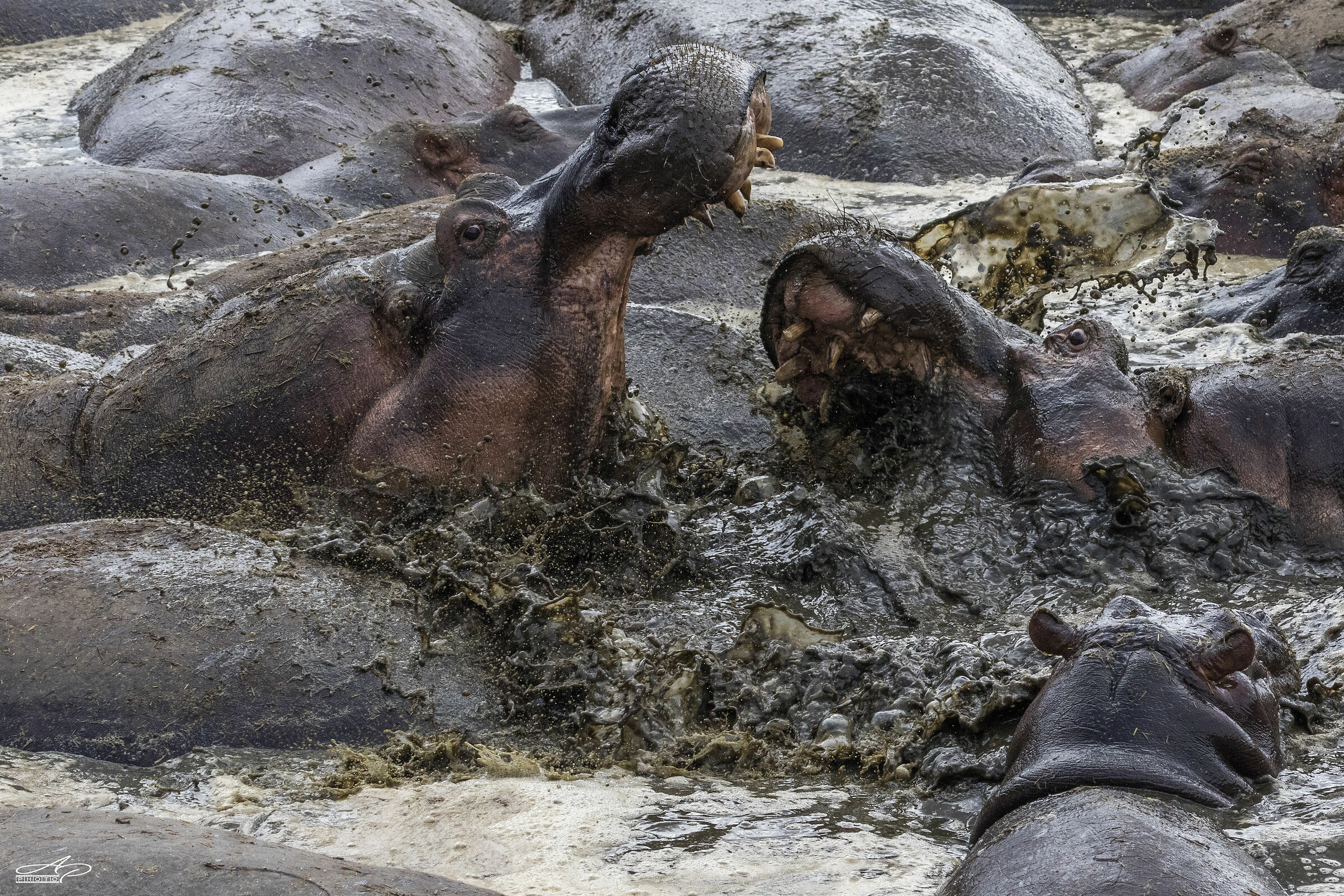 Affection, the pure one