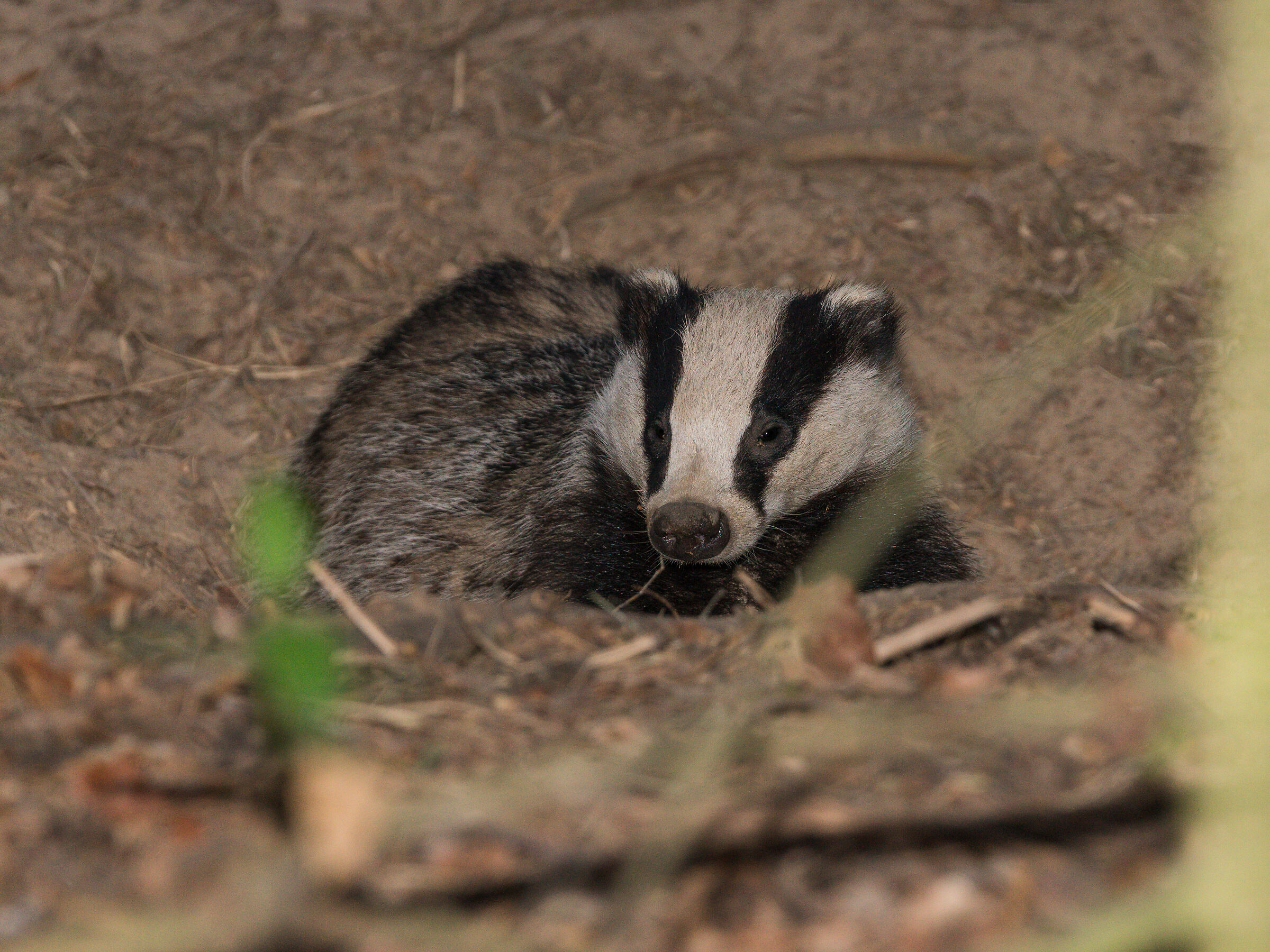 Eurasian badger (Meles meles)
