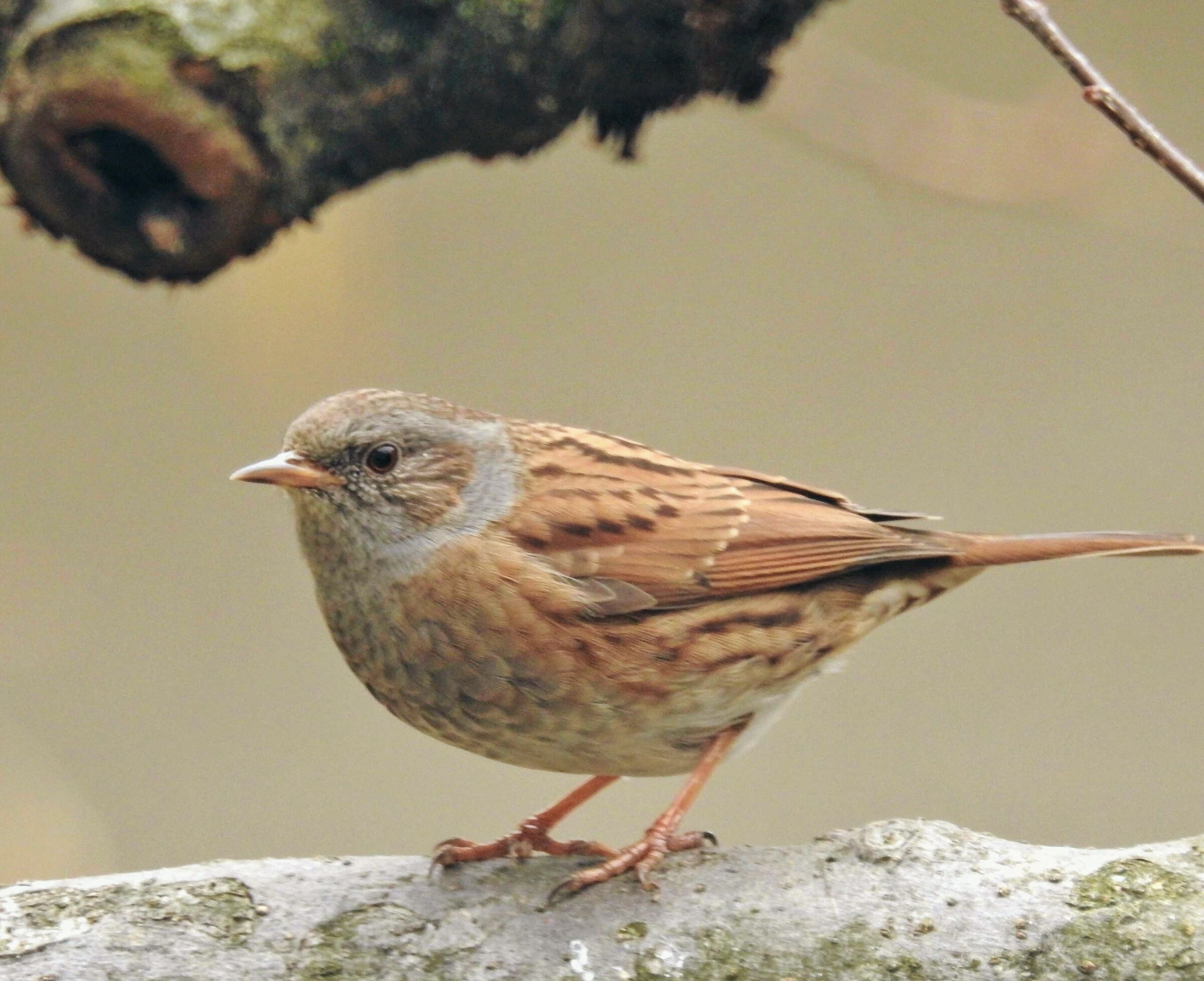Passera Dunnock