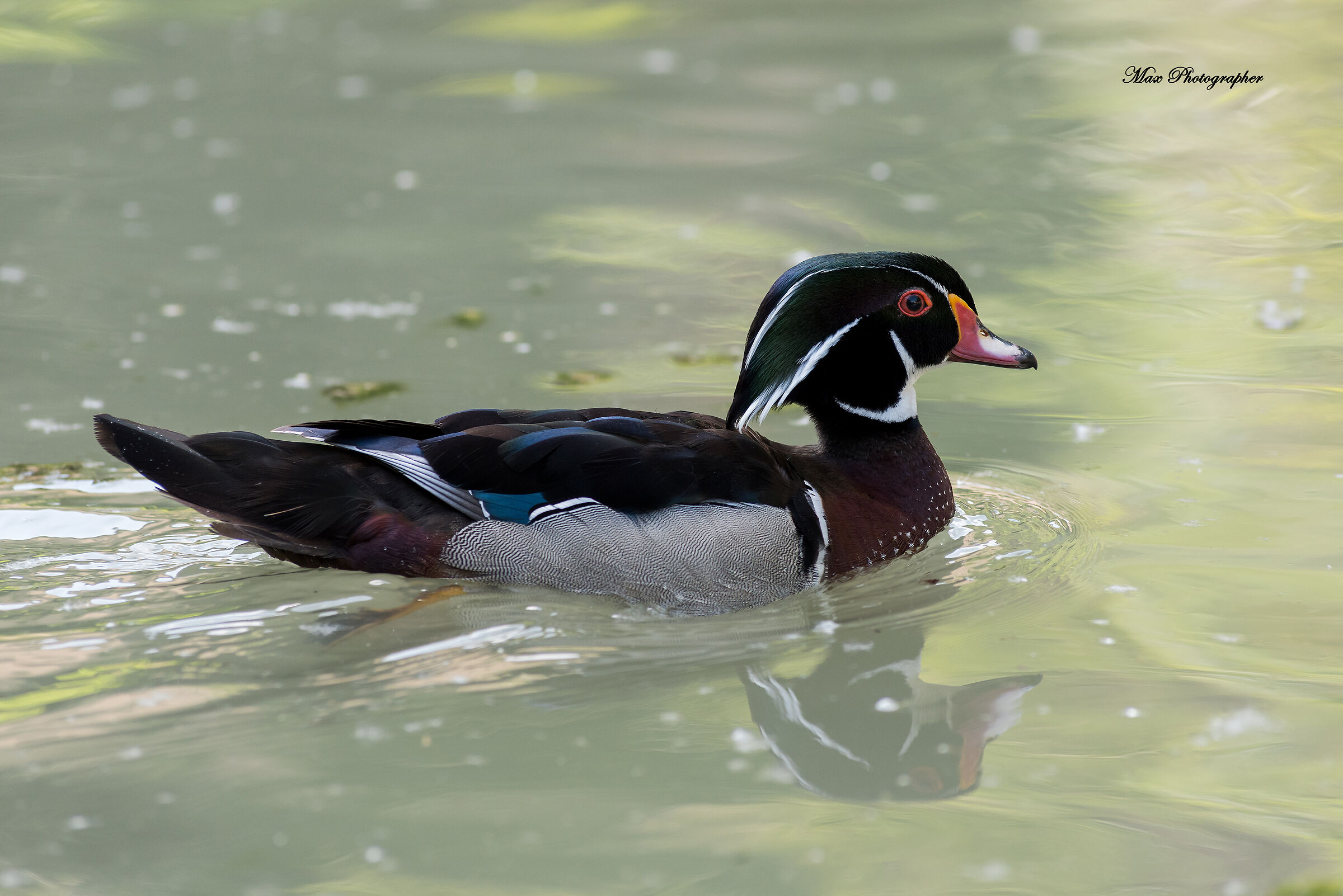 Carolina (Aix sponsa)