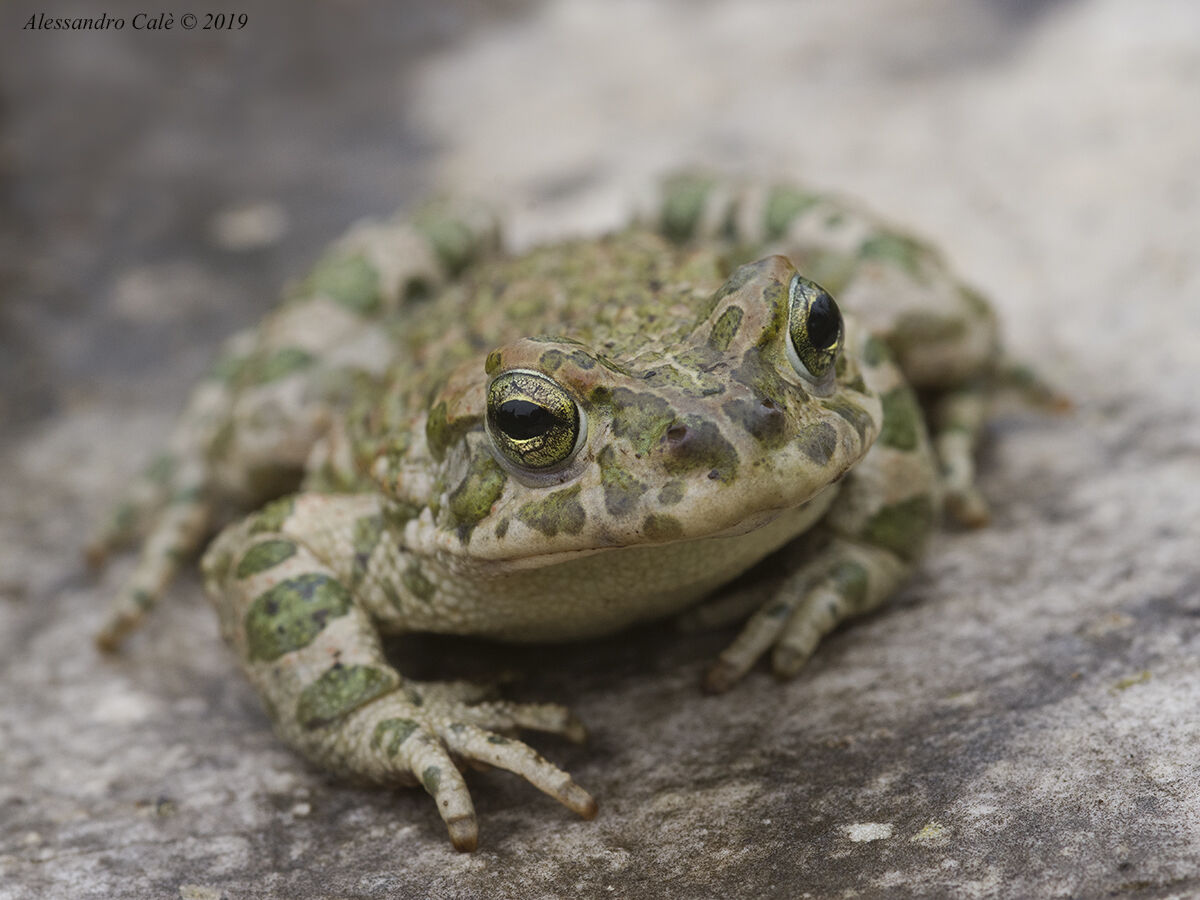Pseudepidalea viridis (Rospo smeraldino) 0104