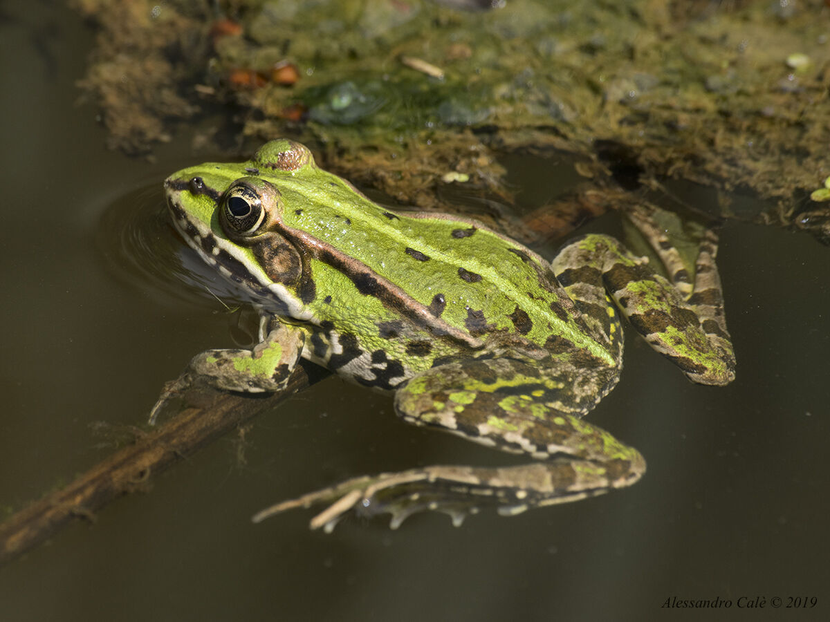 Rana esculenta 0495