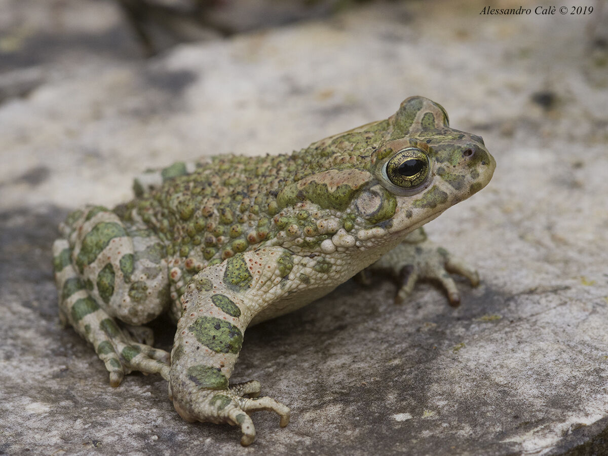 Pseudepidalea viridis (Rospo smeraldino) 0121