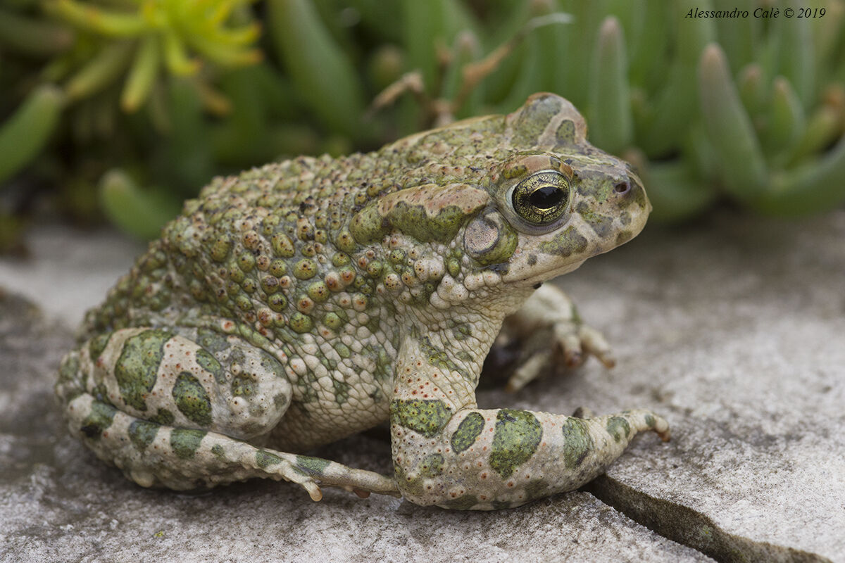 Pseudepidalea viridis (Rospo smeraldino) 0130