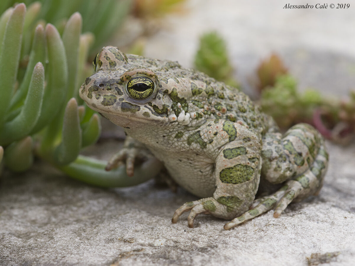 Pseudepidalea viridis (Rospo smeraldino) 0222