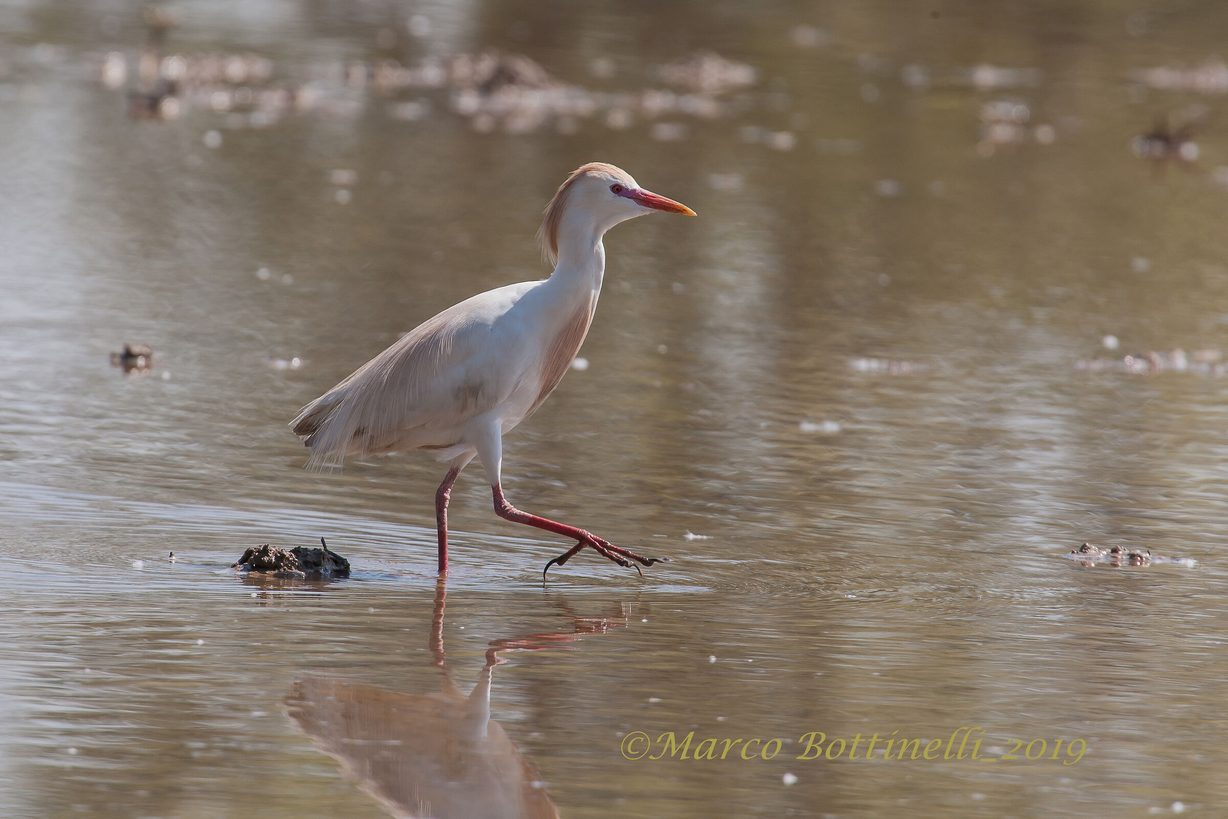 Cattle Egret