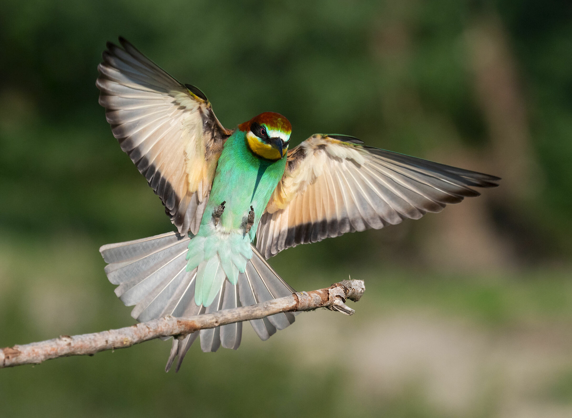 Bee-eater