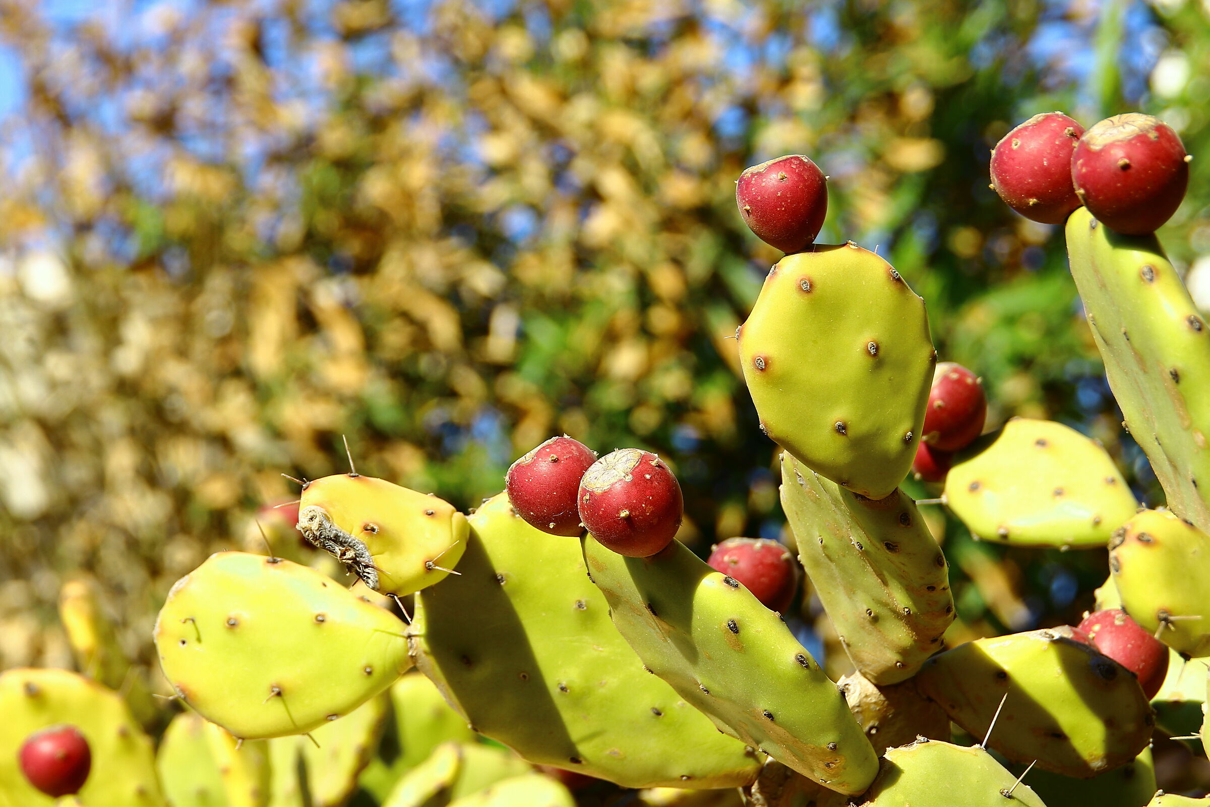 La caratteristica pianta della Sicilia
