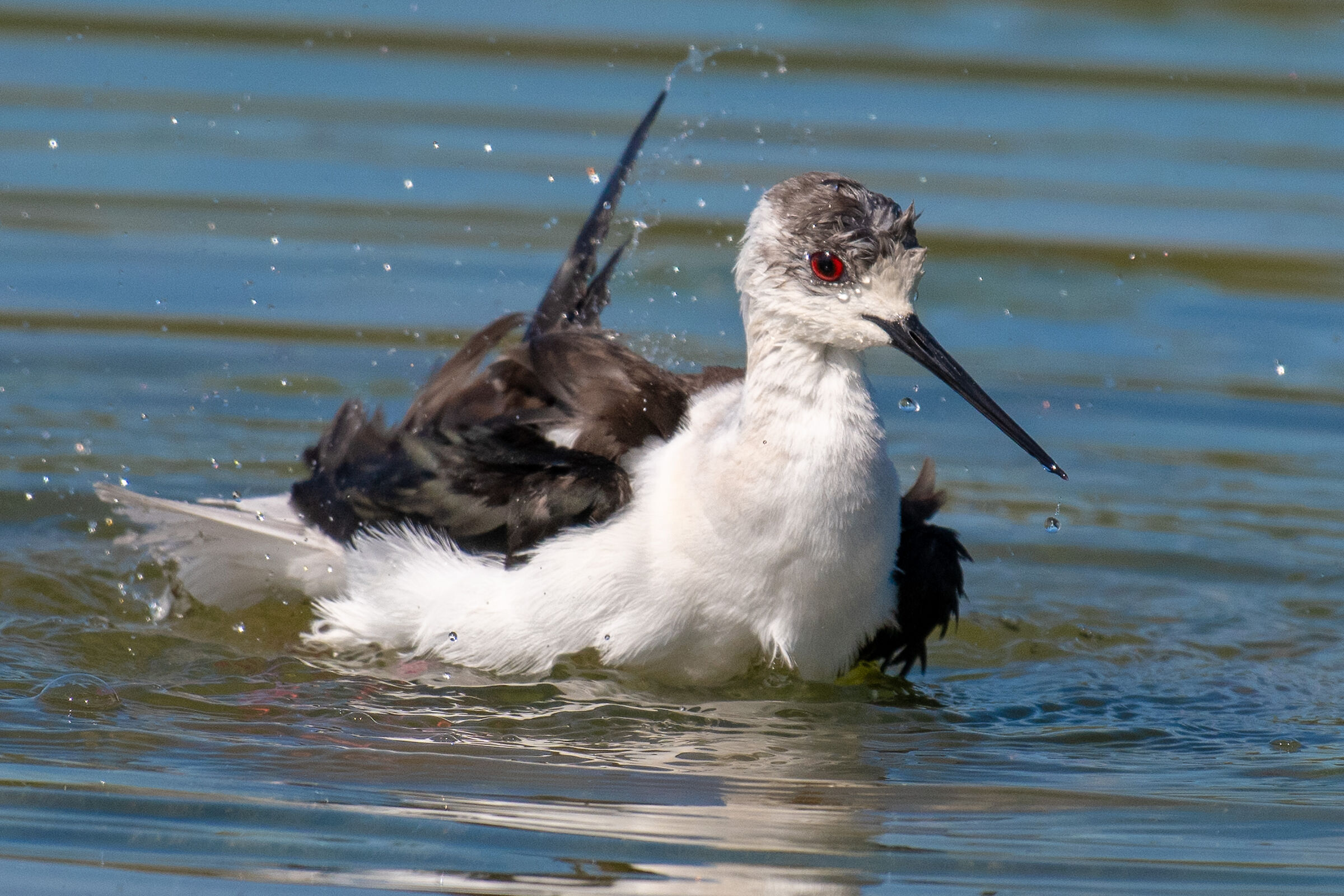 Il bagno del cavaliere