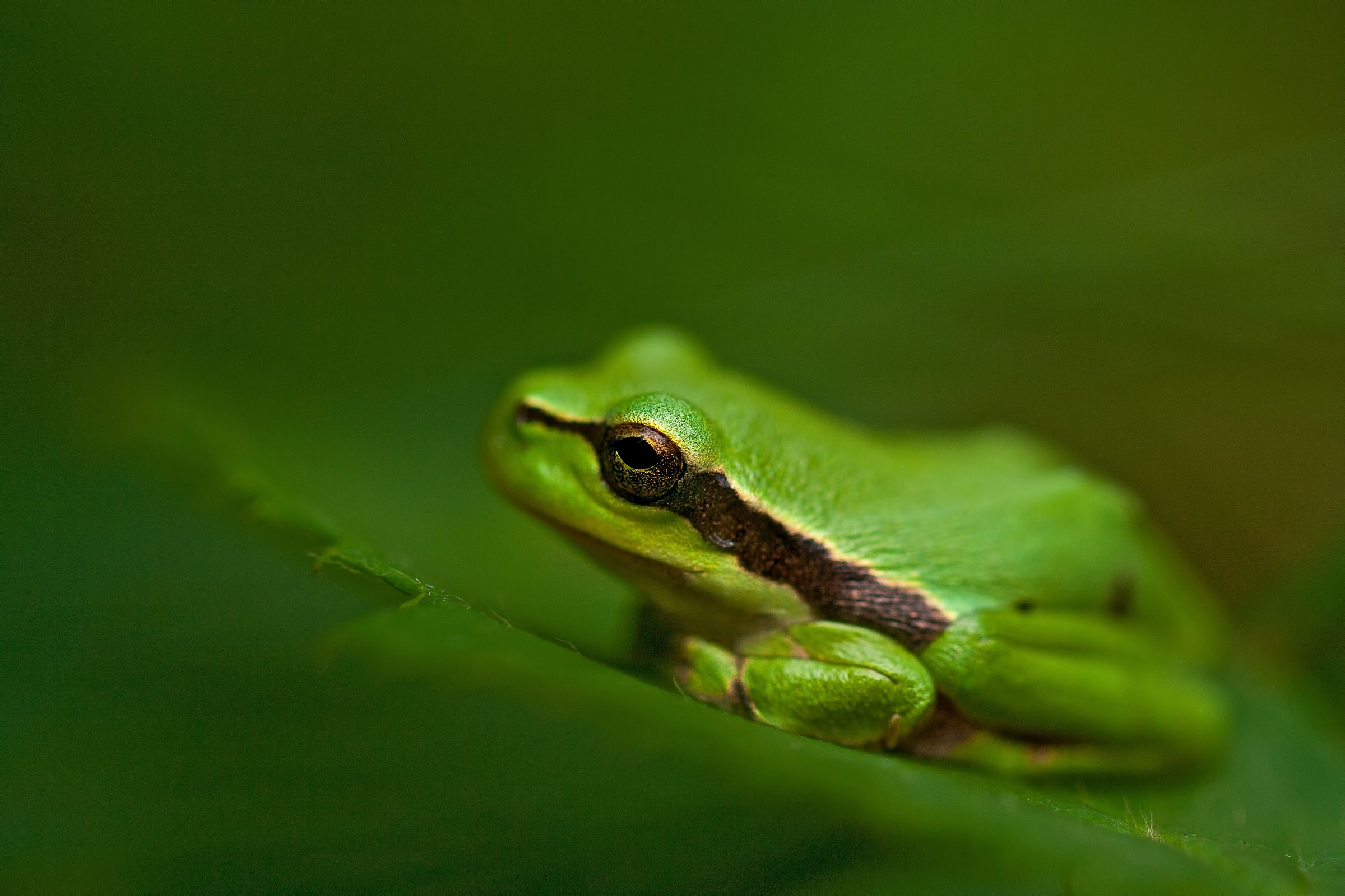 Hyla arborea juvenile