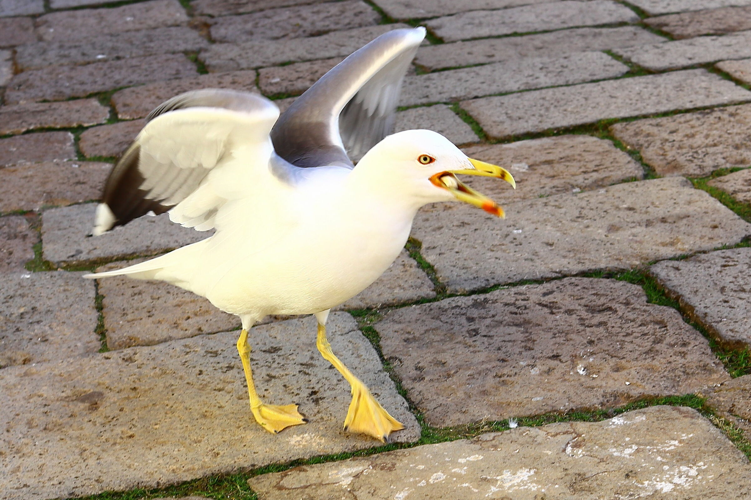 The Venetian Seagull