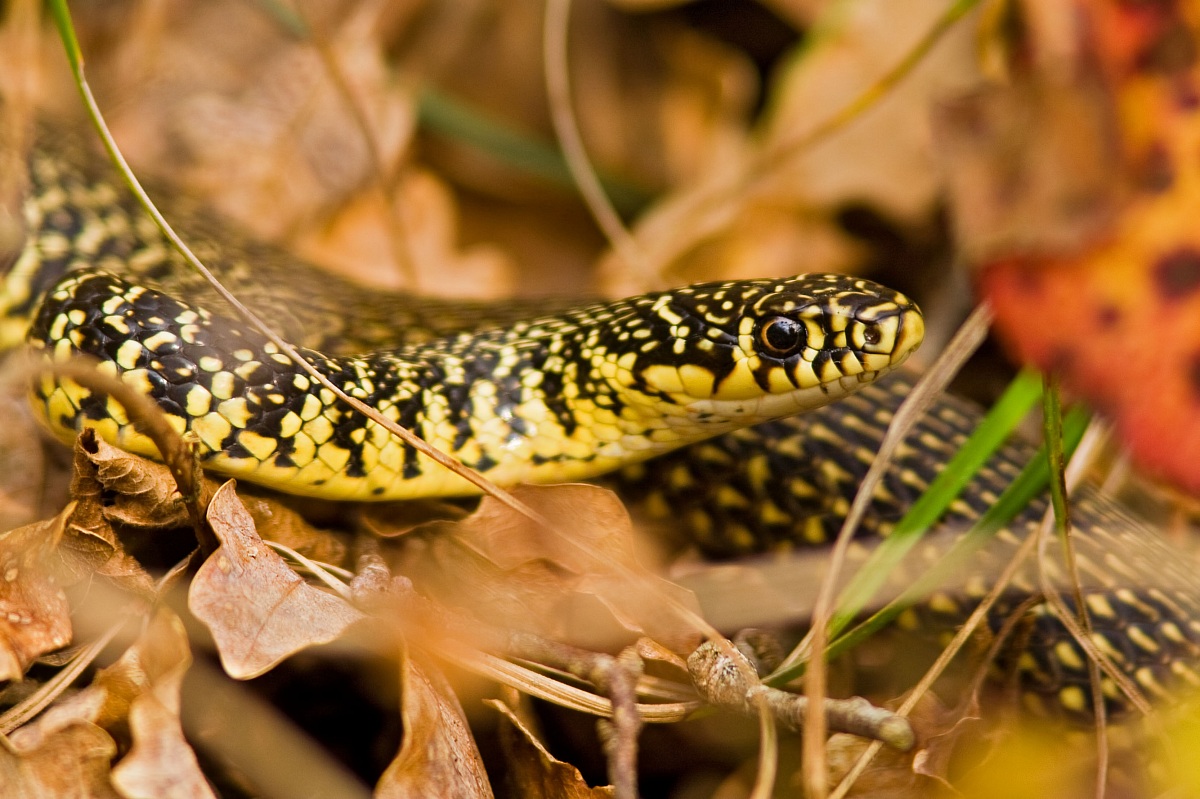 Hierophis viridiflavus
