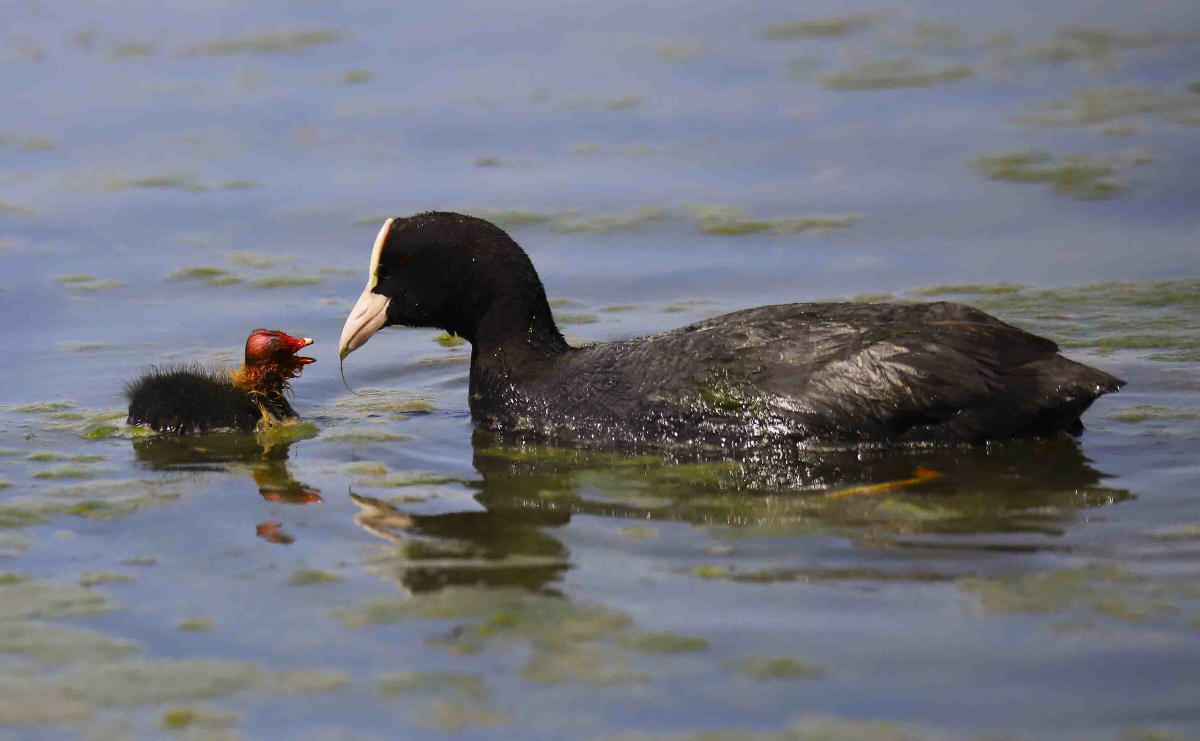 Coot with small