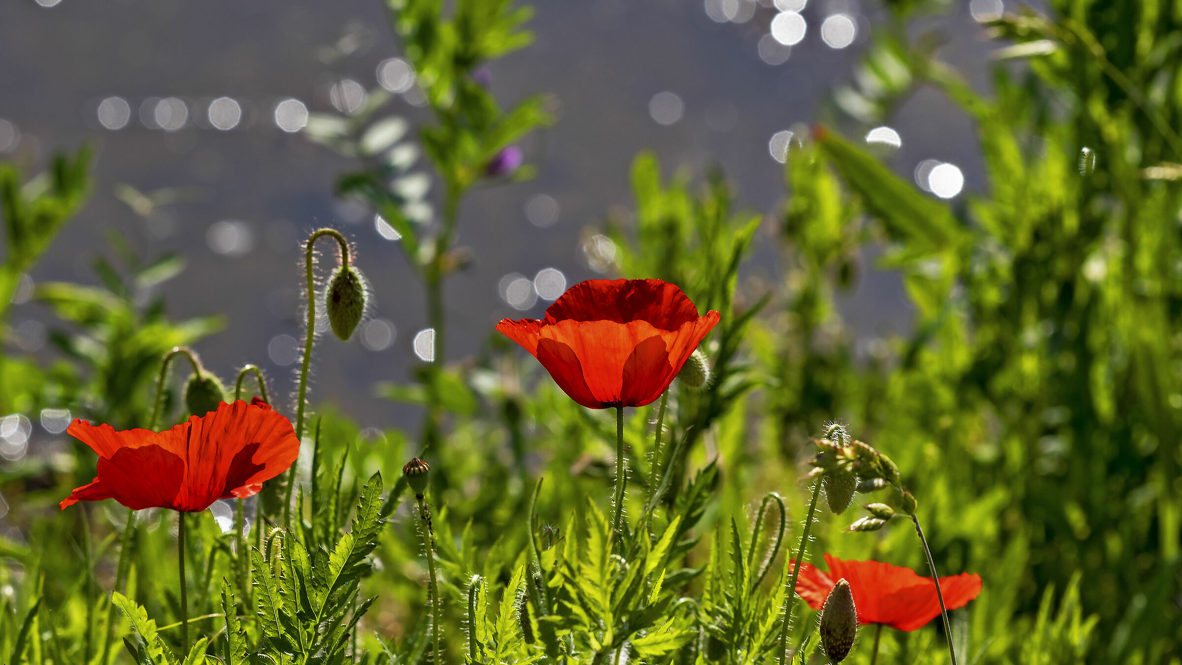 Unidentified Flying Object