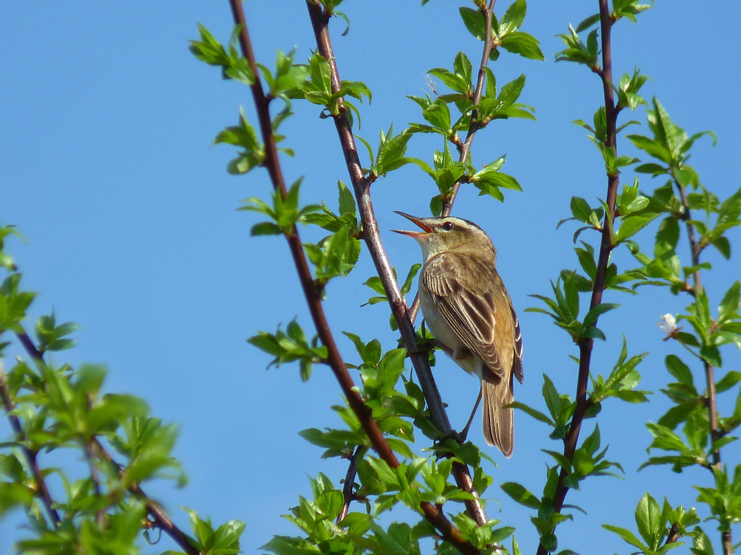 Acrocephalus schoenobaenus