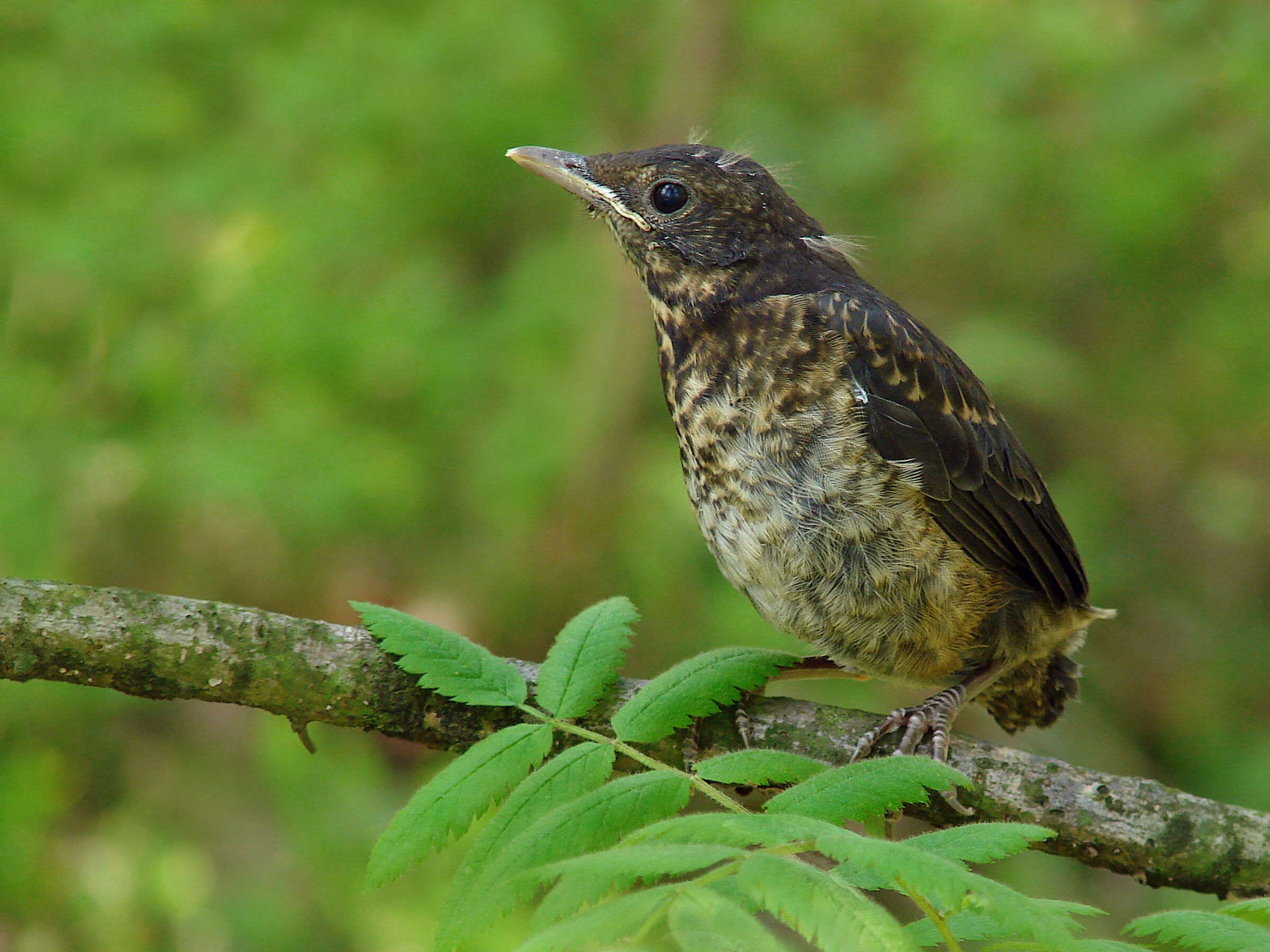 Young blackbird