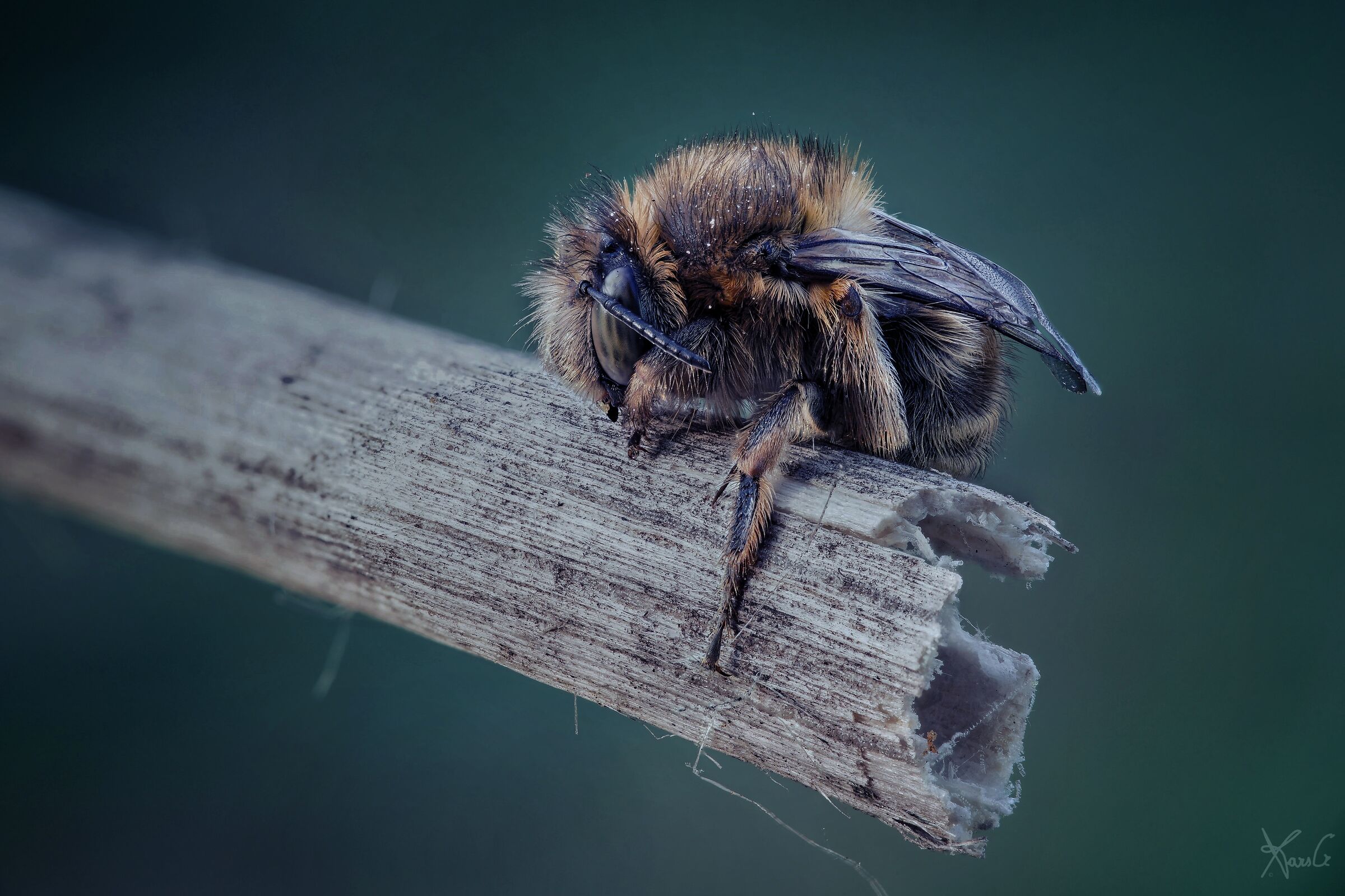 Interpretazione notturna