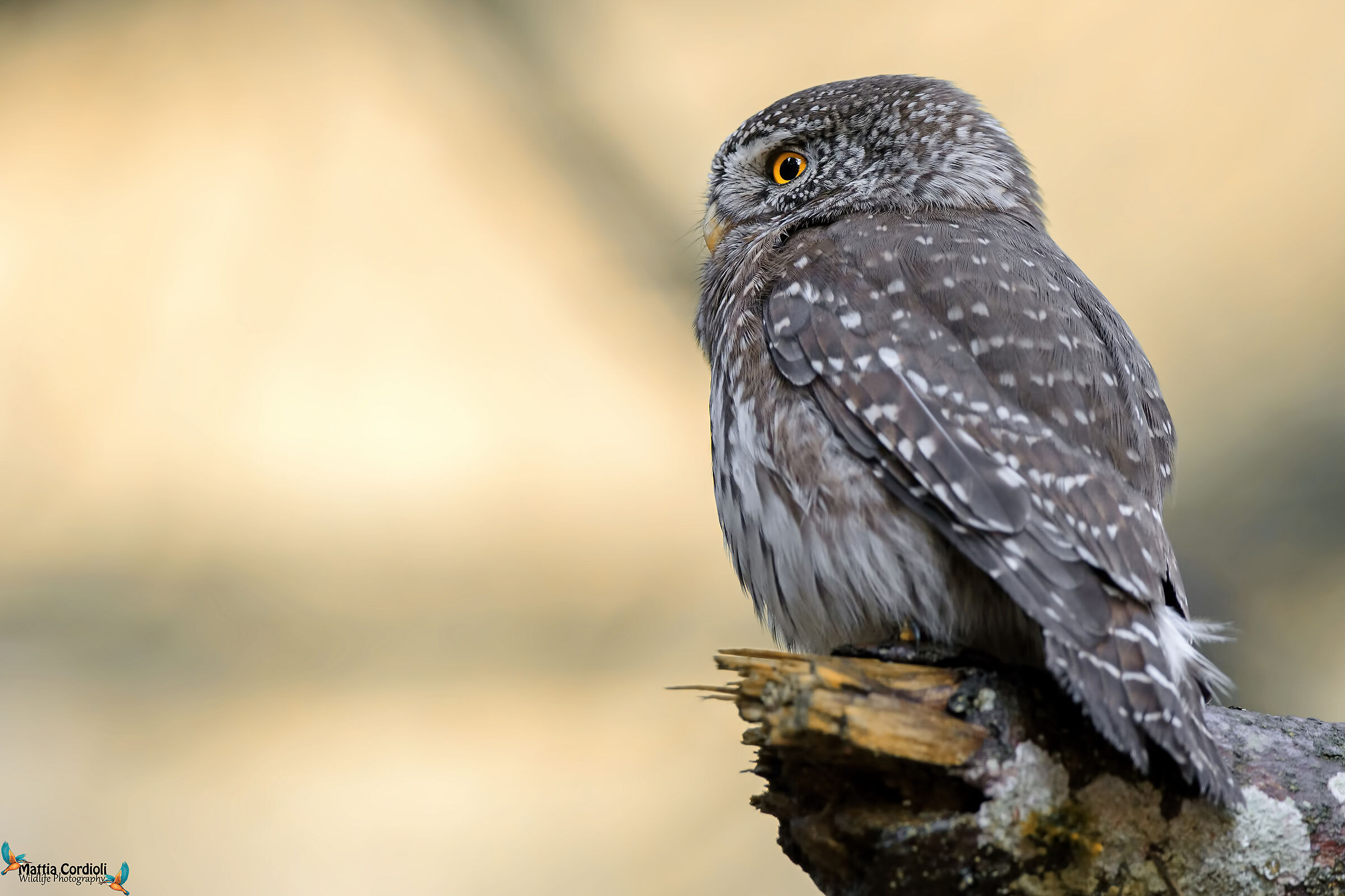 Dwarf Owl