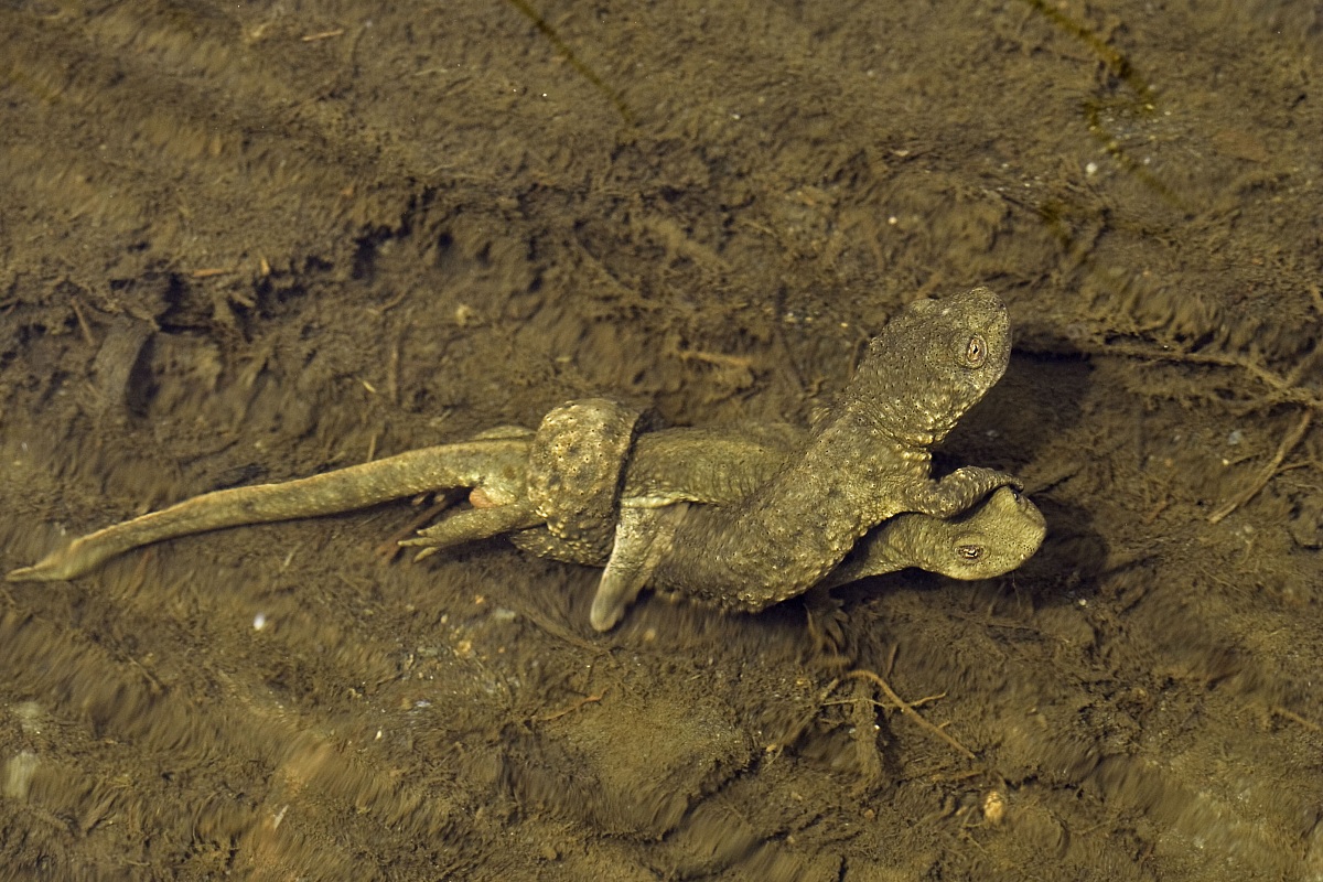 Euproctus asper mating