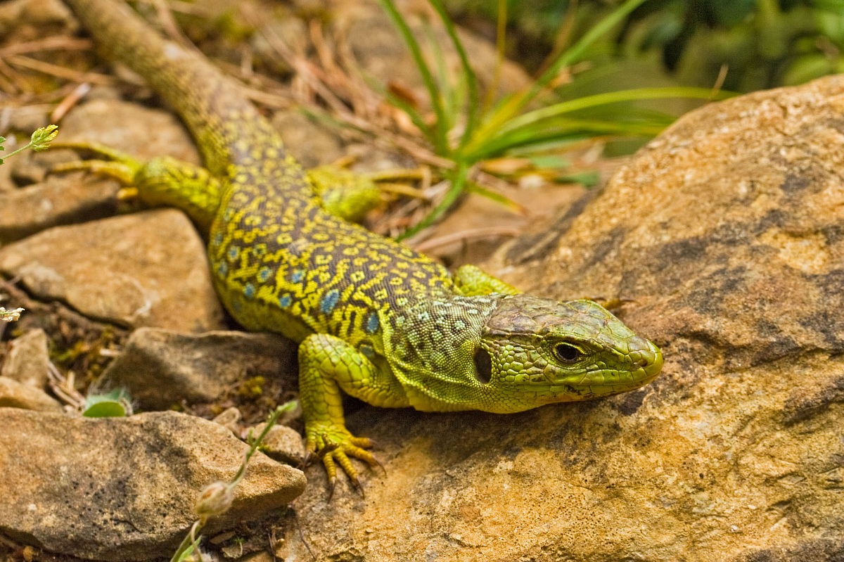 Timon lepidus / Lacerta lepida