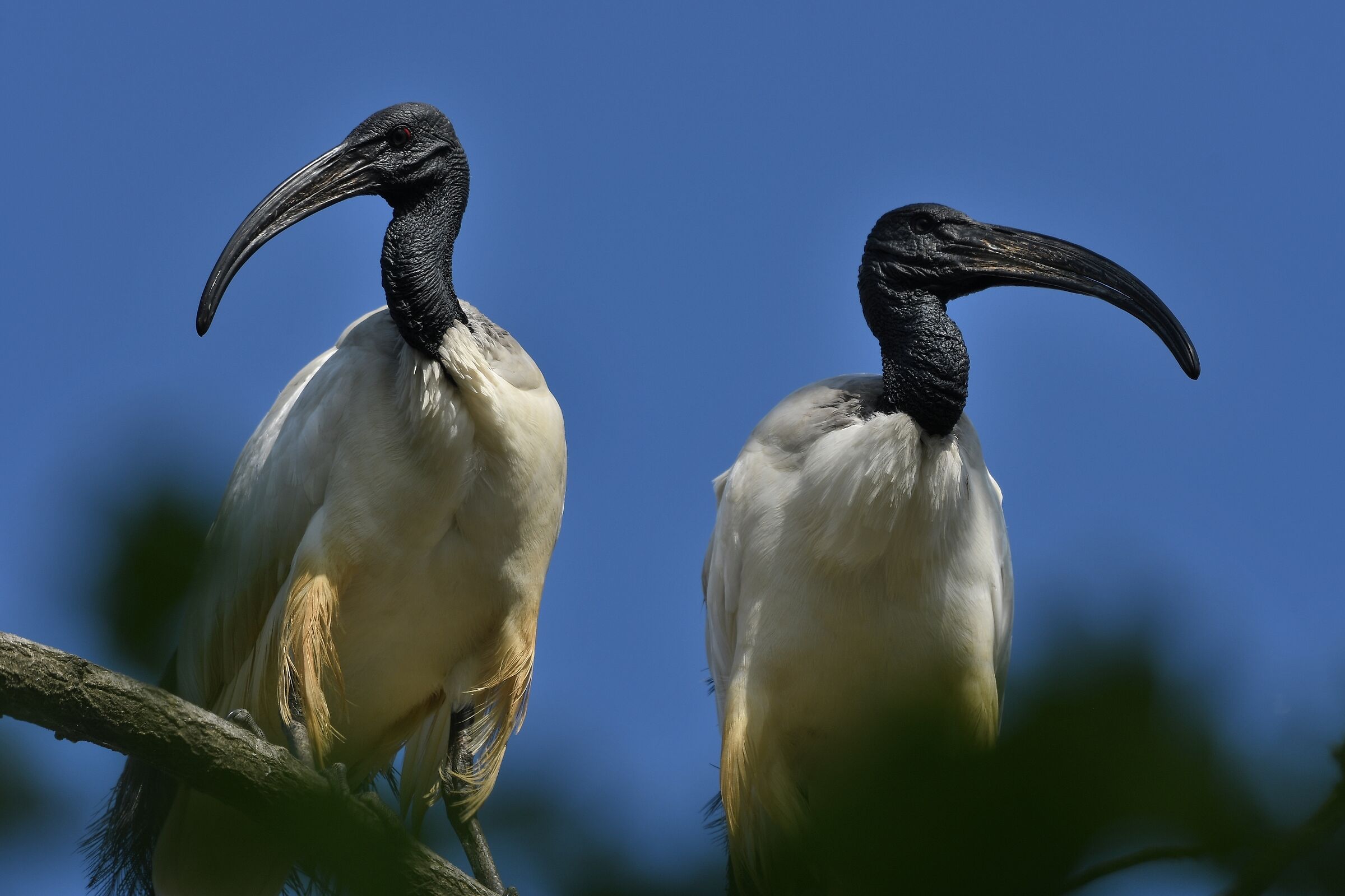 Threskiornis aethiopicus