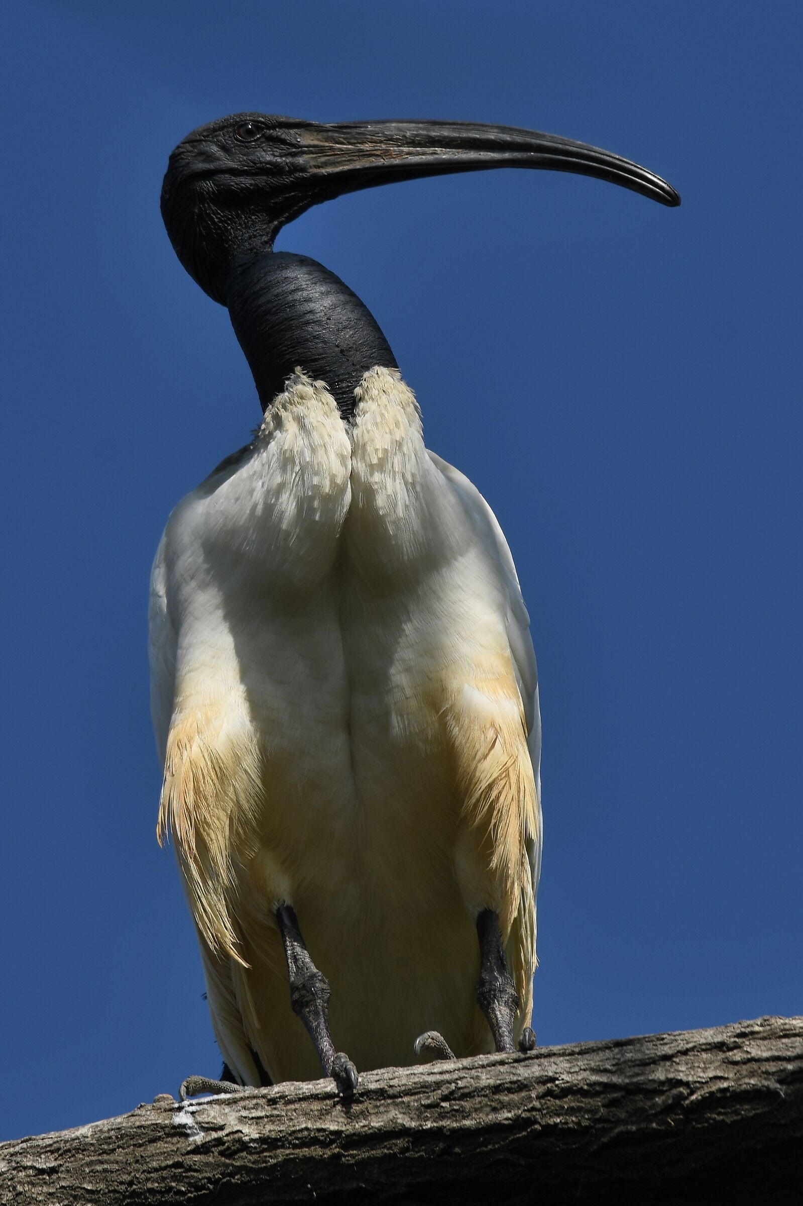 Threskiornis aethiopicus