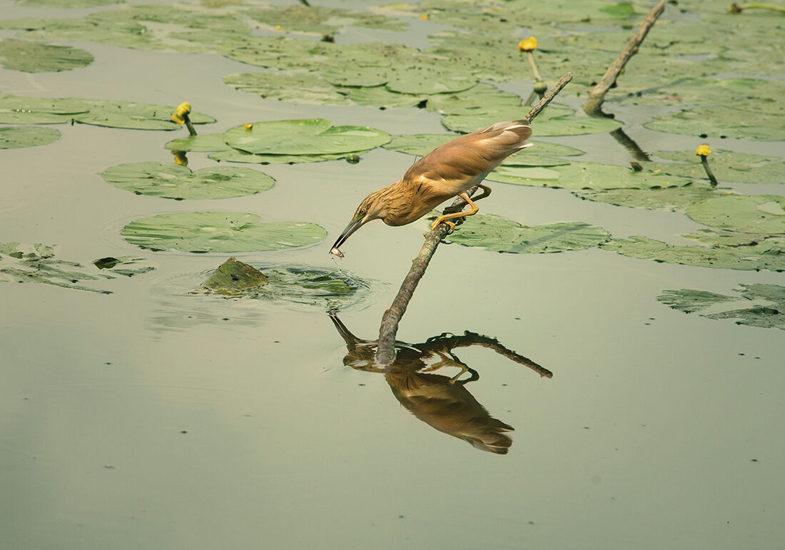 Sgarza sprig with prey