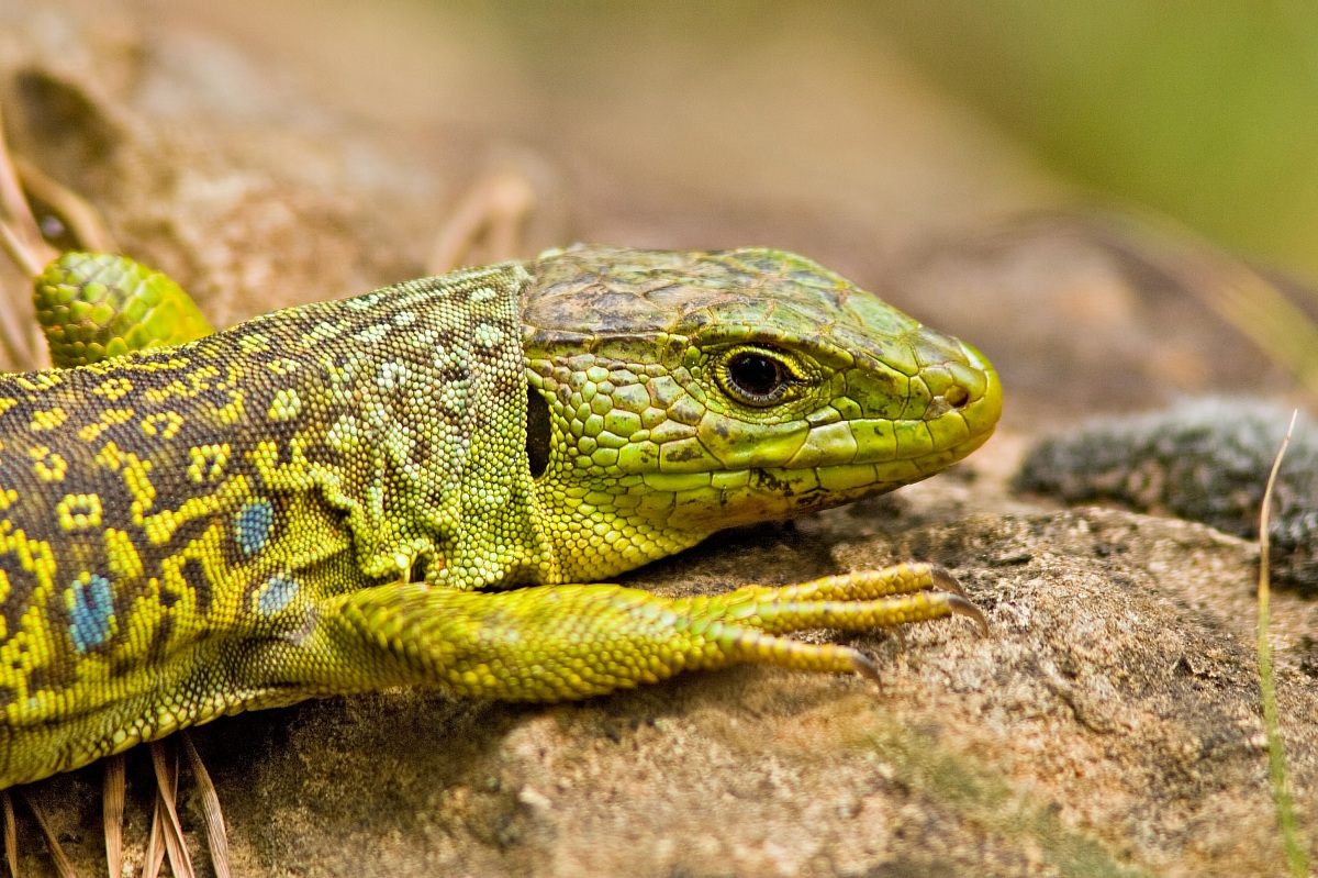 Timon lepidus / Lacerta lepida