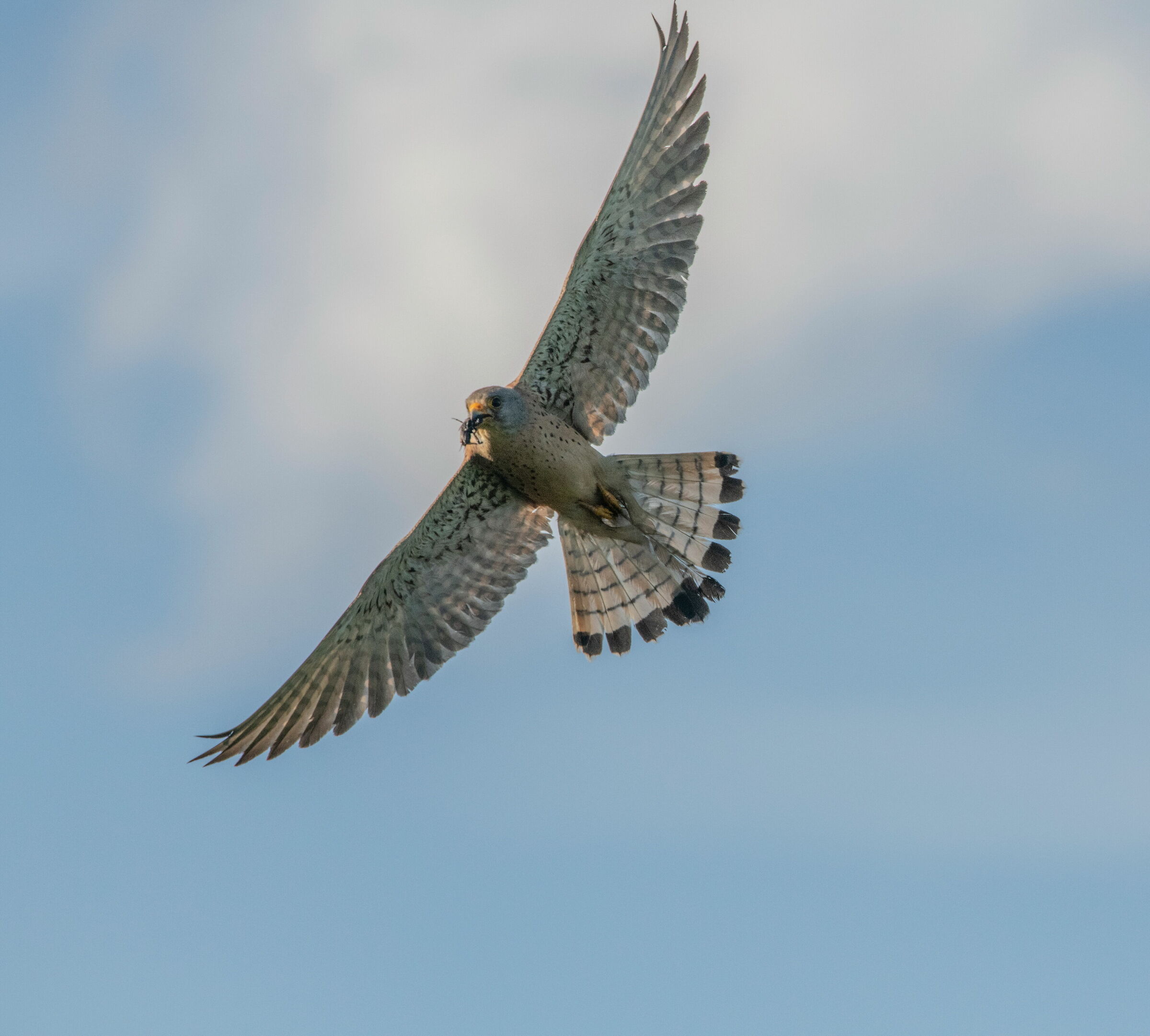 Lesser Kestrel with.... Cricket.