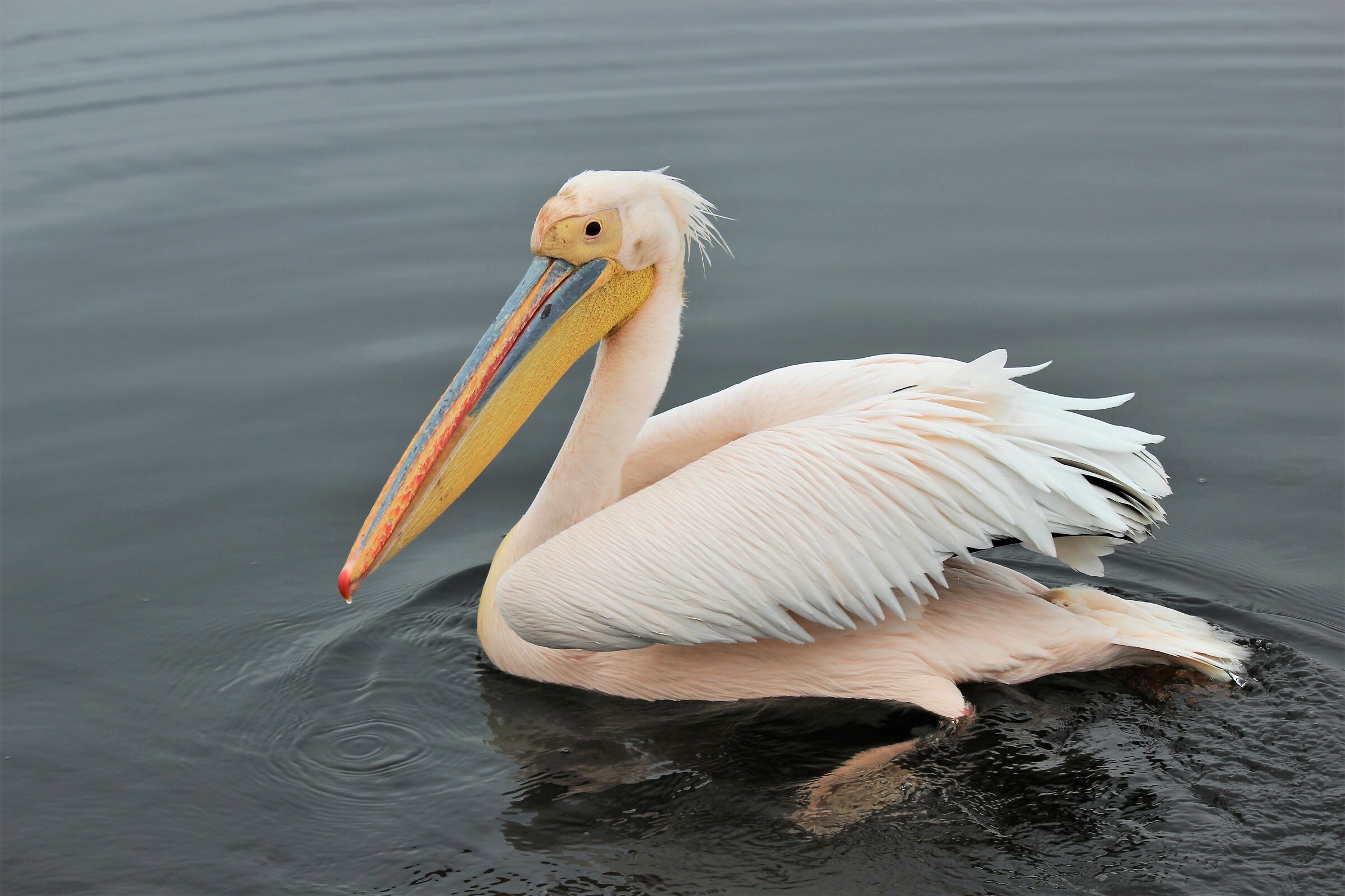 Le mille sfumature del bianco- Pellicano .Walvis Bay