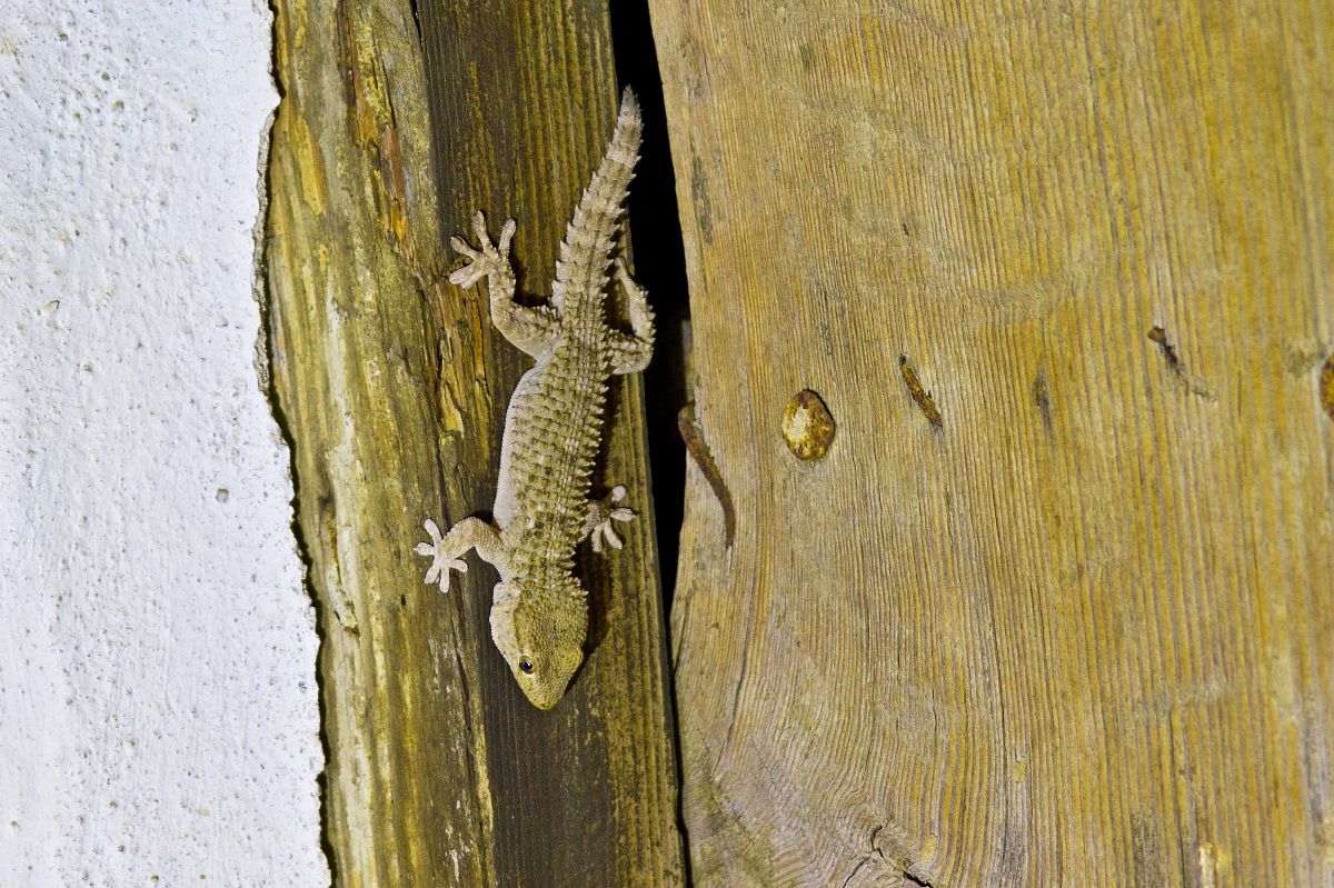 Tarentola mauritanica