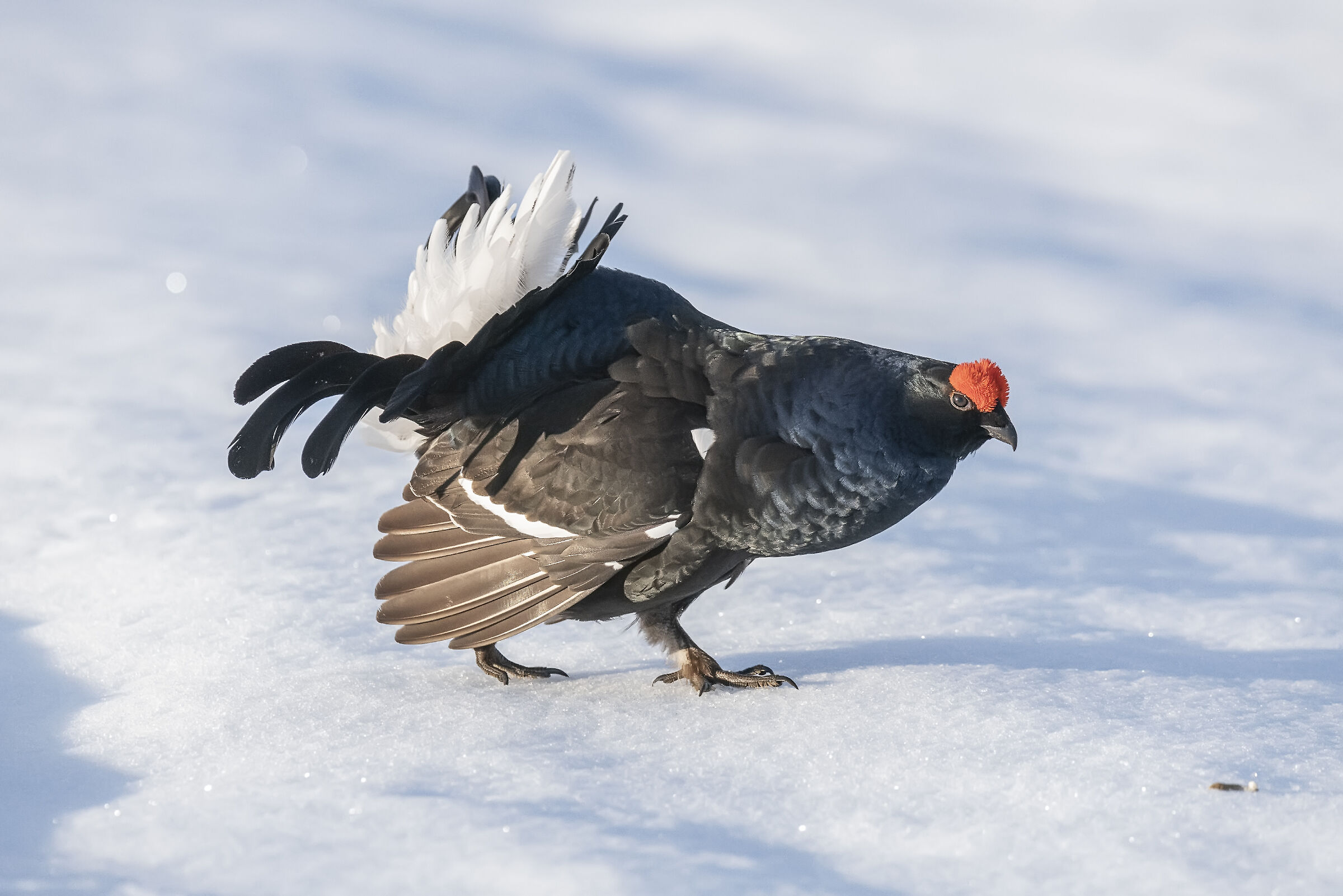 Gallo Forcello 2 May 2019