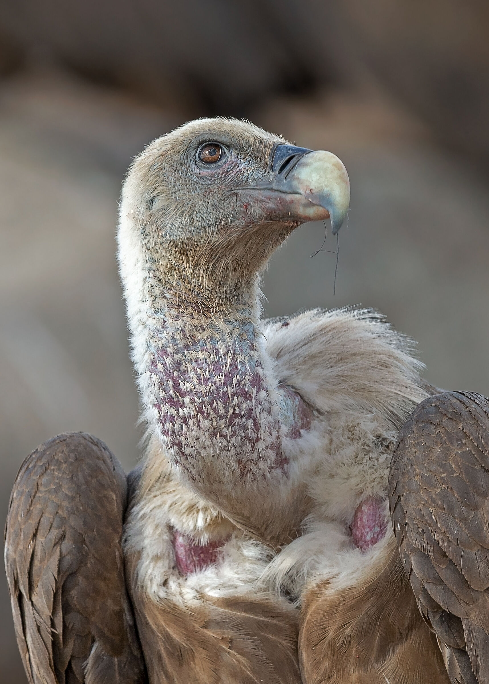 San "Grifone" decollato...