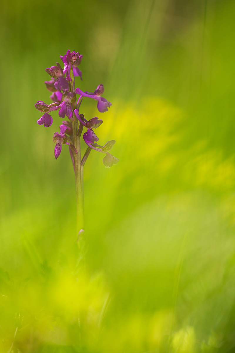 Anacamptis Morio