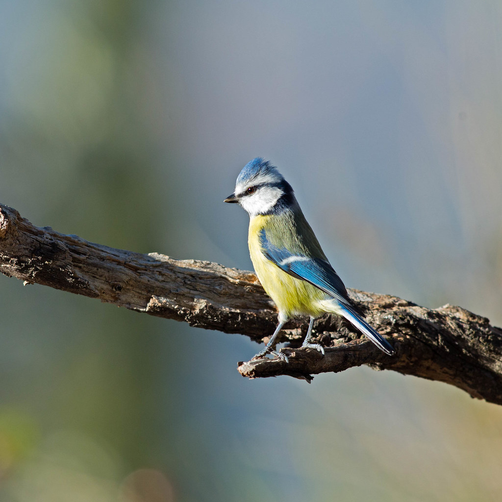 Capinera-Sylvia Atricapilla