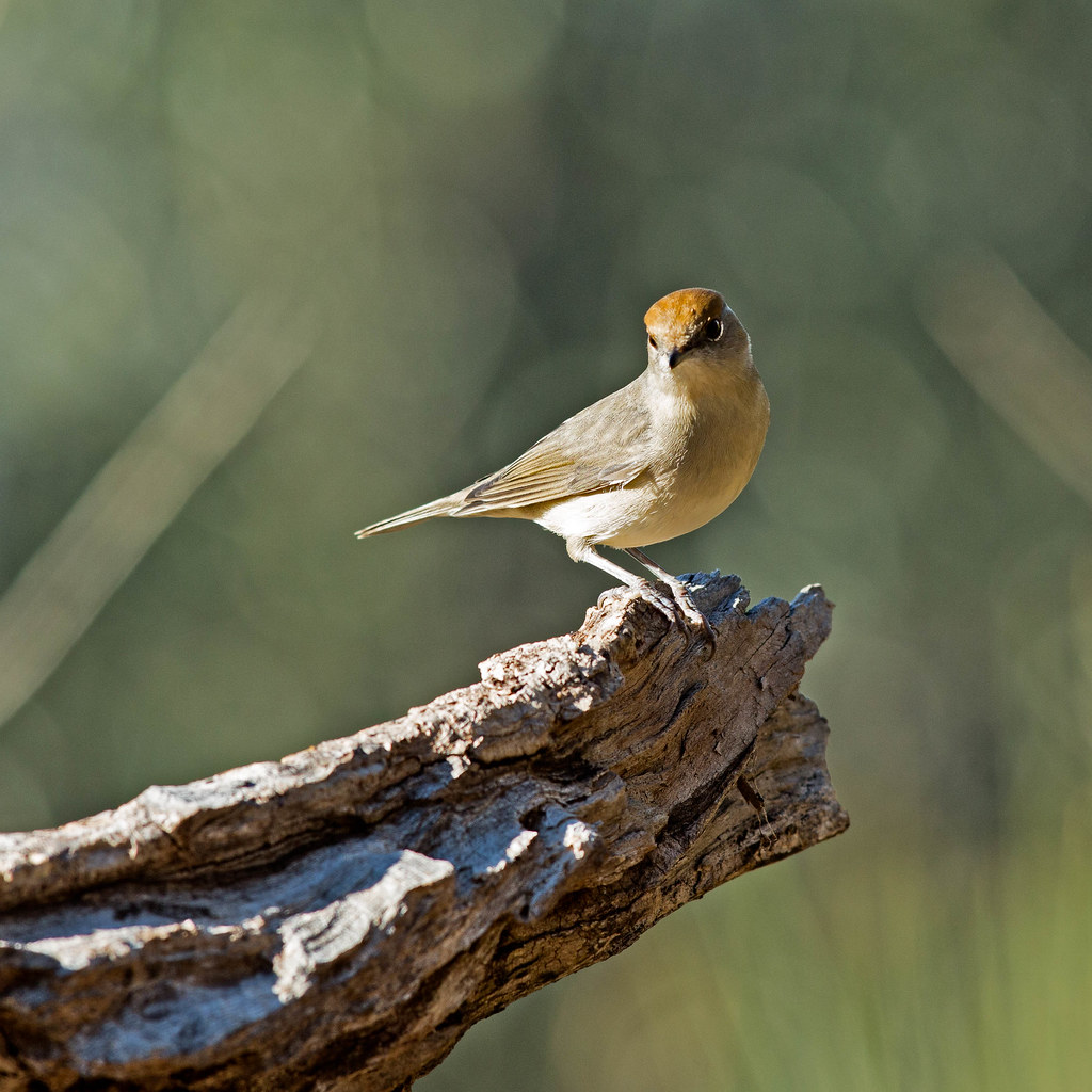 Cinciarella-Cyanistes Caeruleus