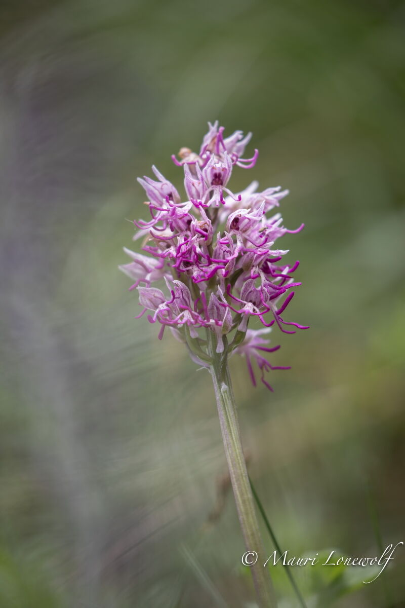 Orchis simia